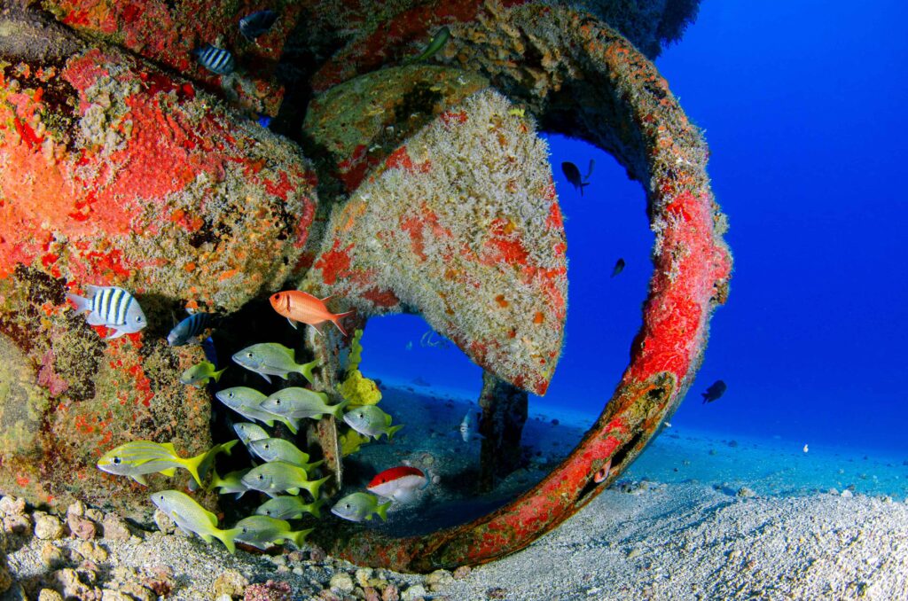 Best Diving Spots Red Sea Egypt