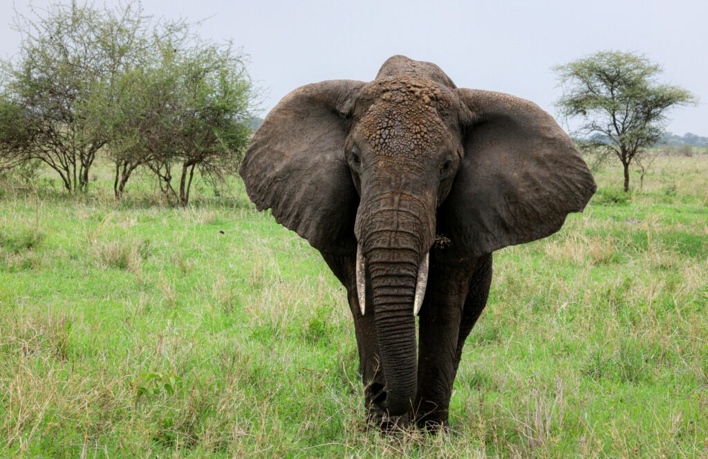 Tanzania