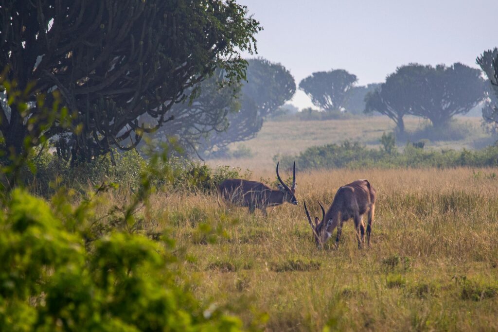 Uganda