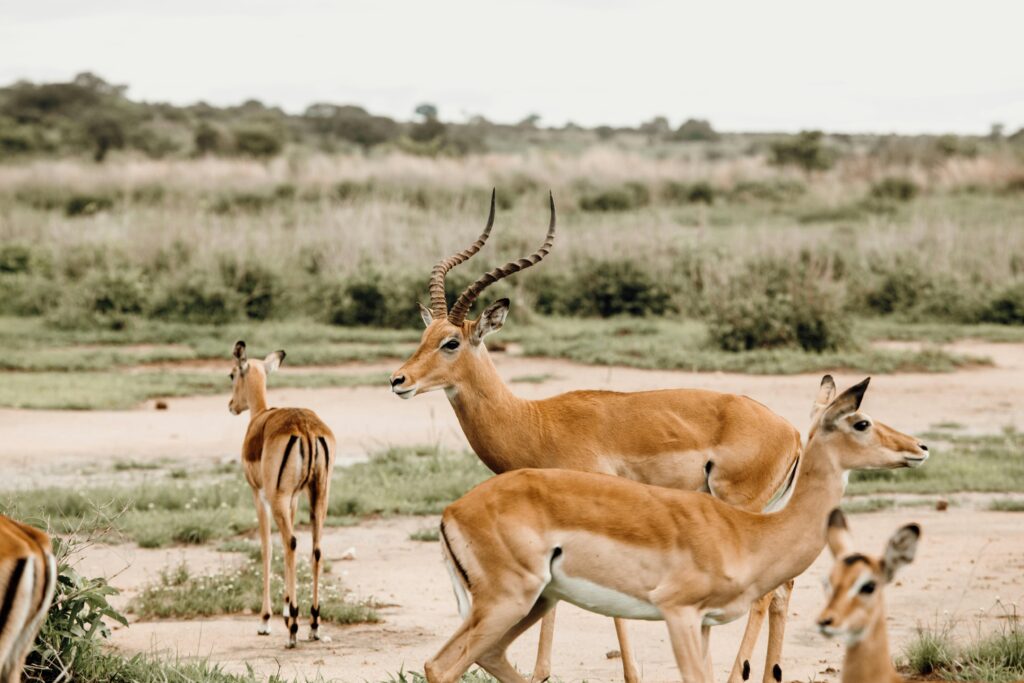 Africa