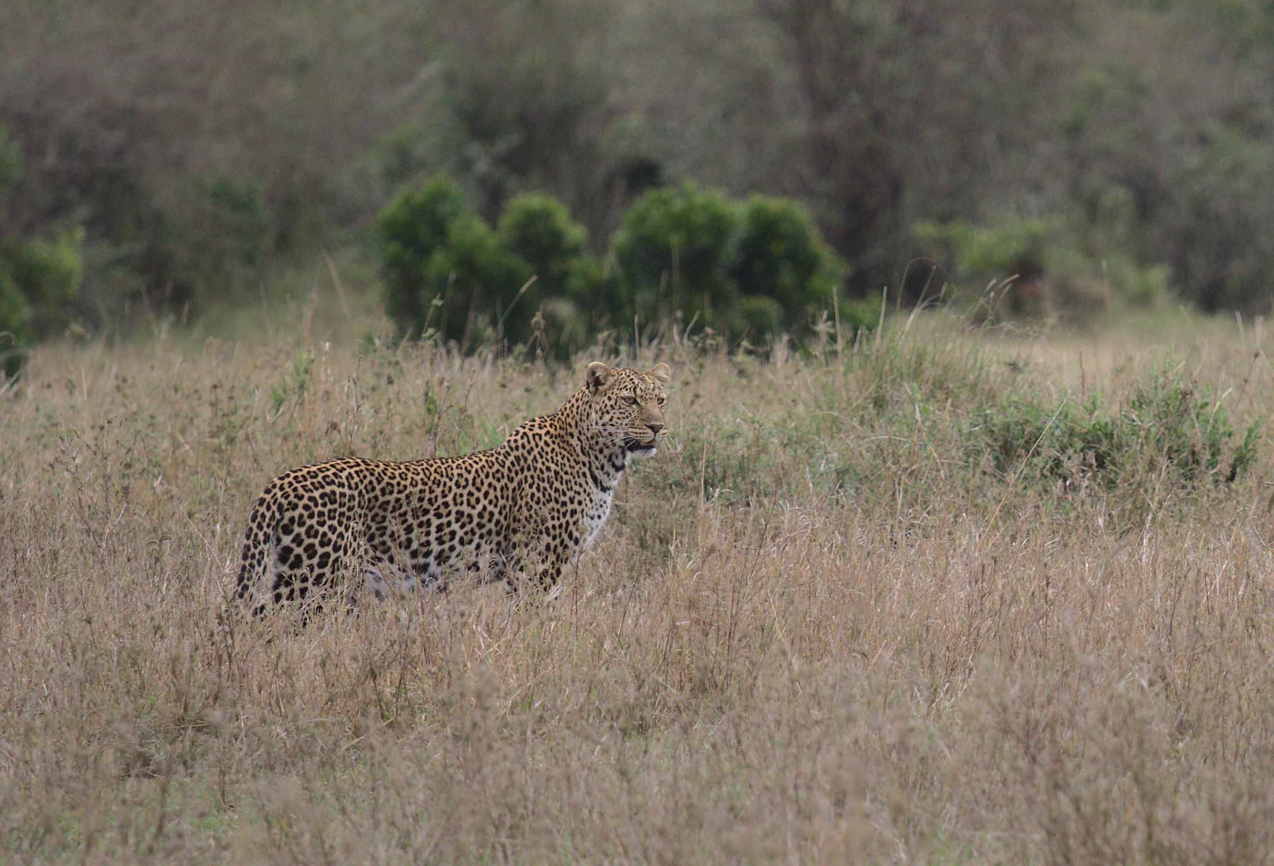 Best Time to Visit Kenya