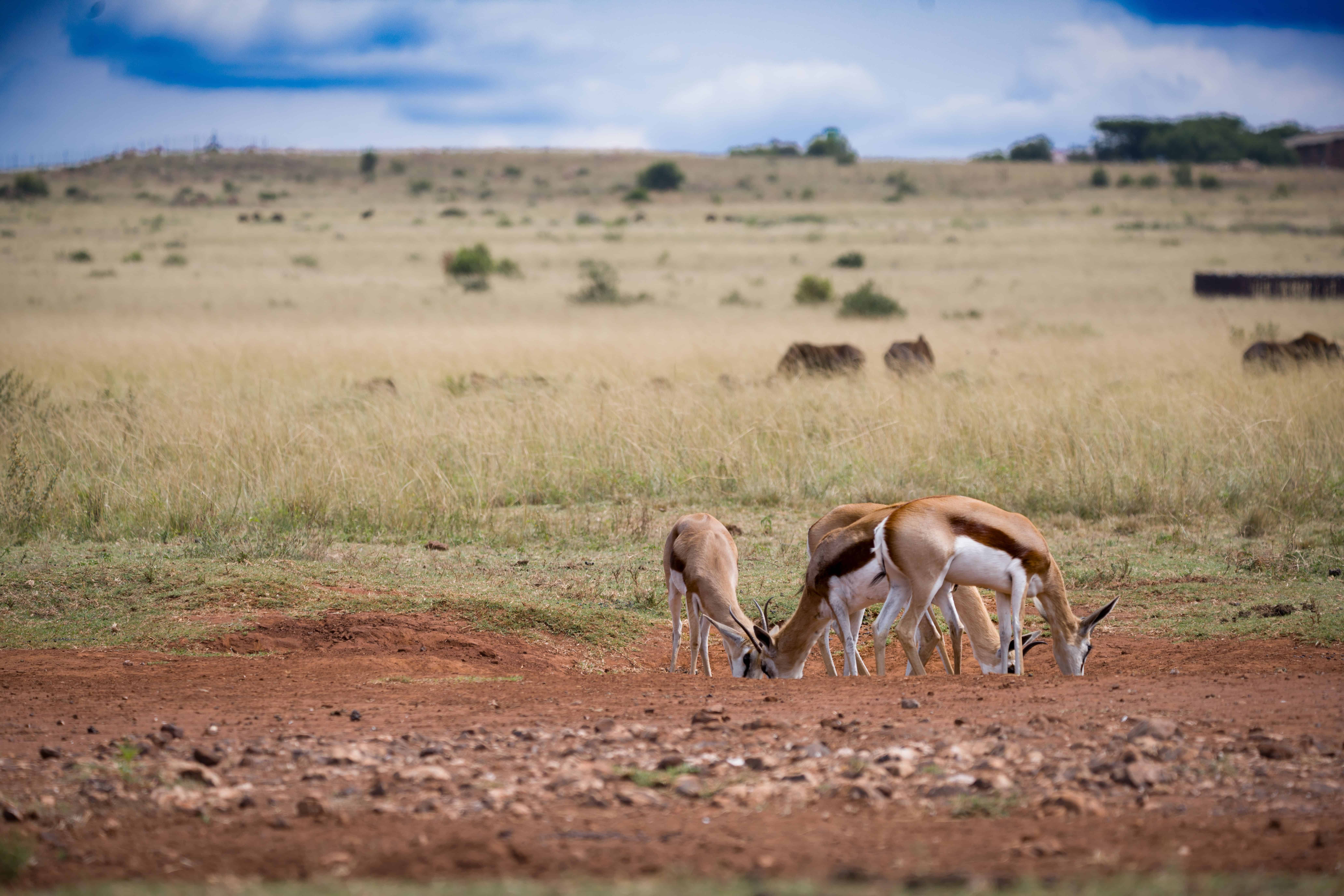 Best Time to Visit Kenya