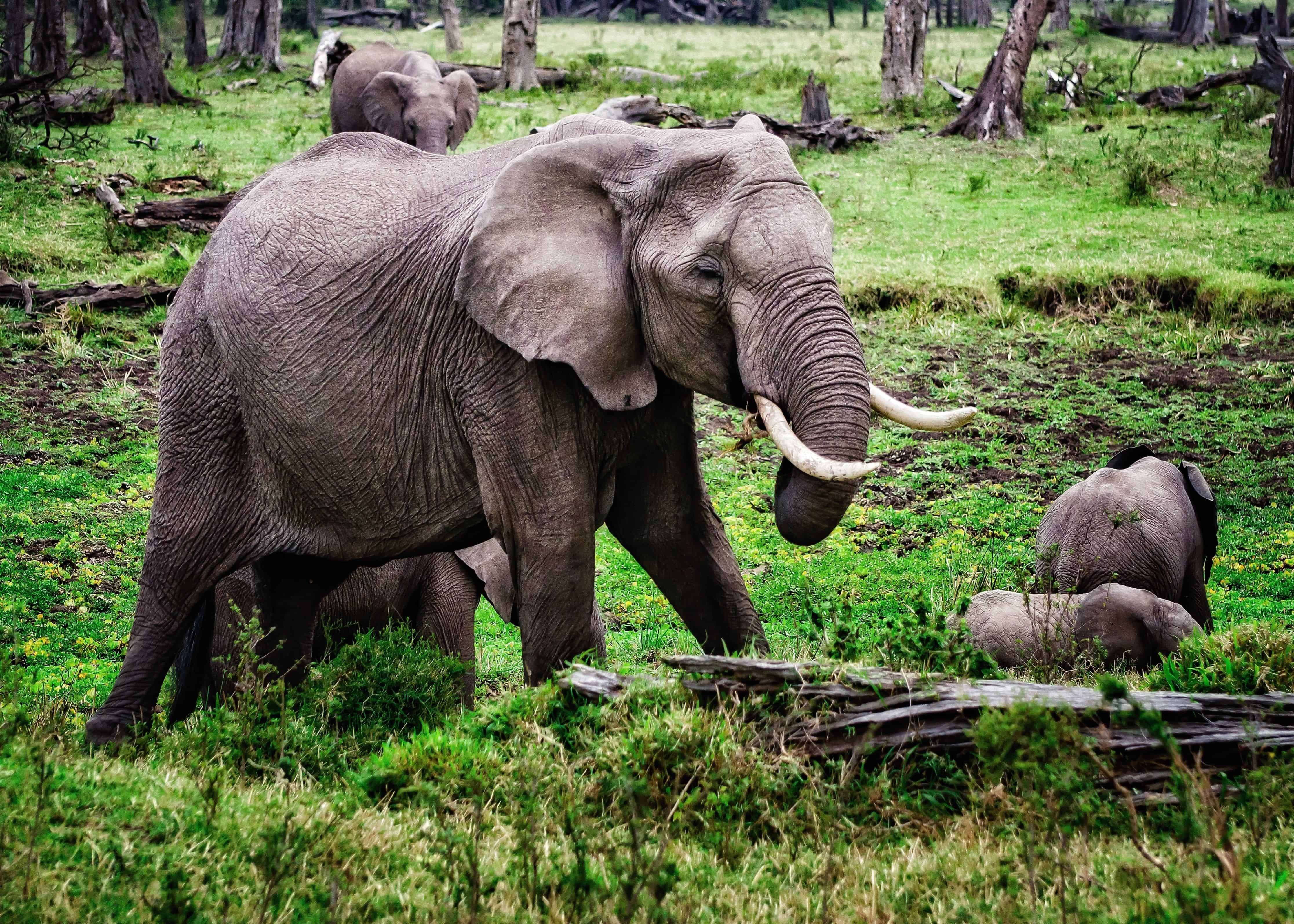 Best Time to Visit Kenya