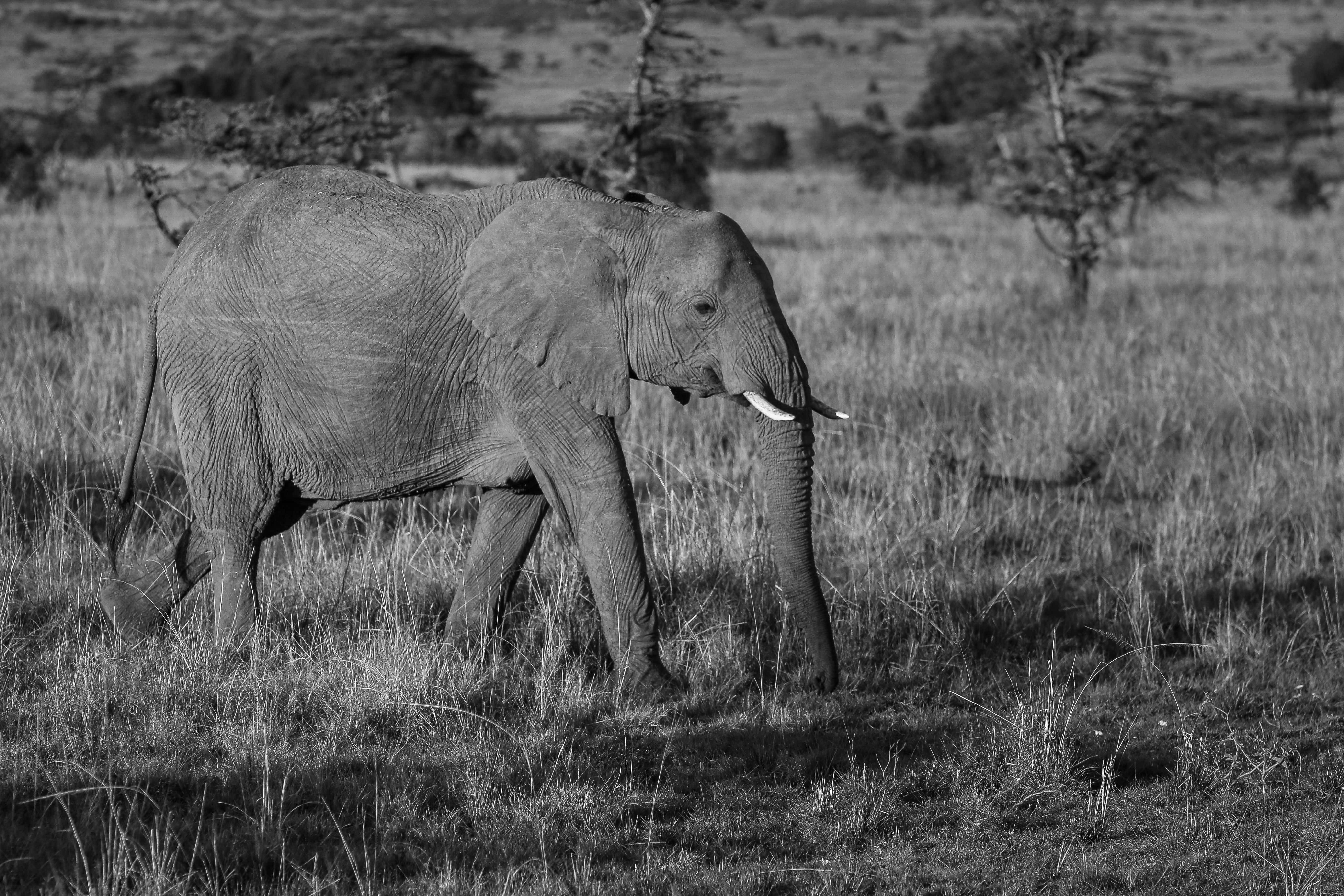 Best Time to Visit Kenya
