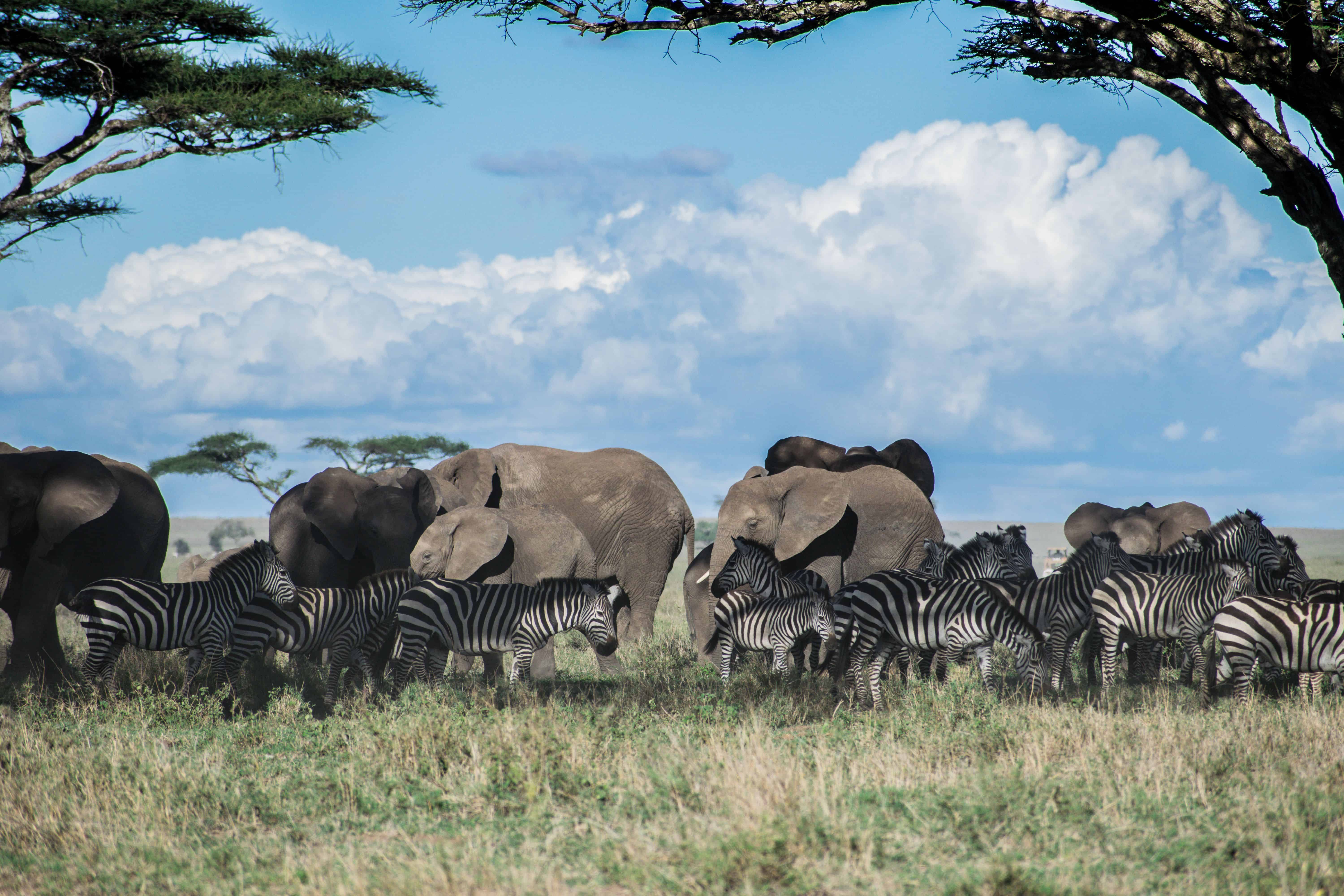 Best Time to Visit Tanzania
