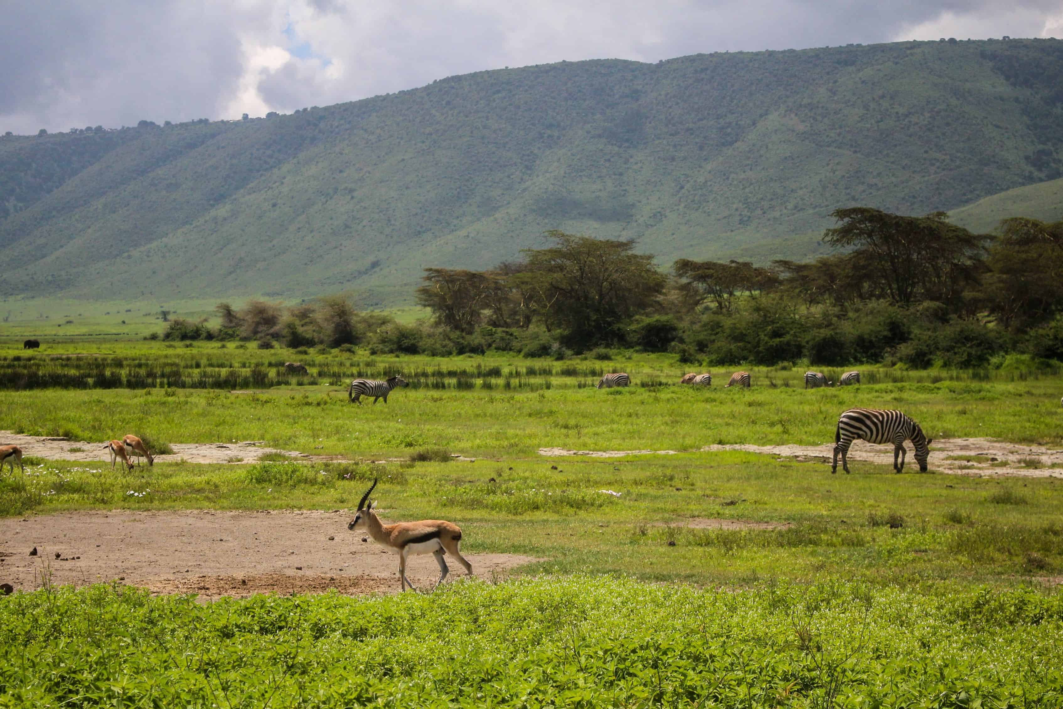 Cost of Safari in Tanzania