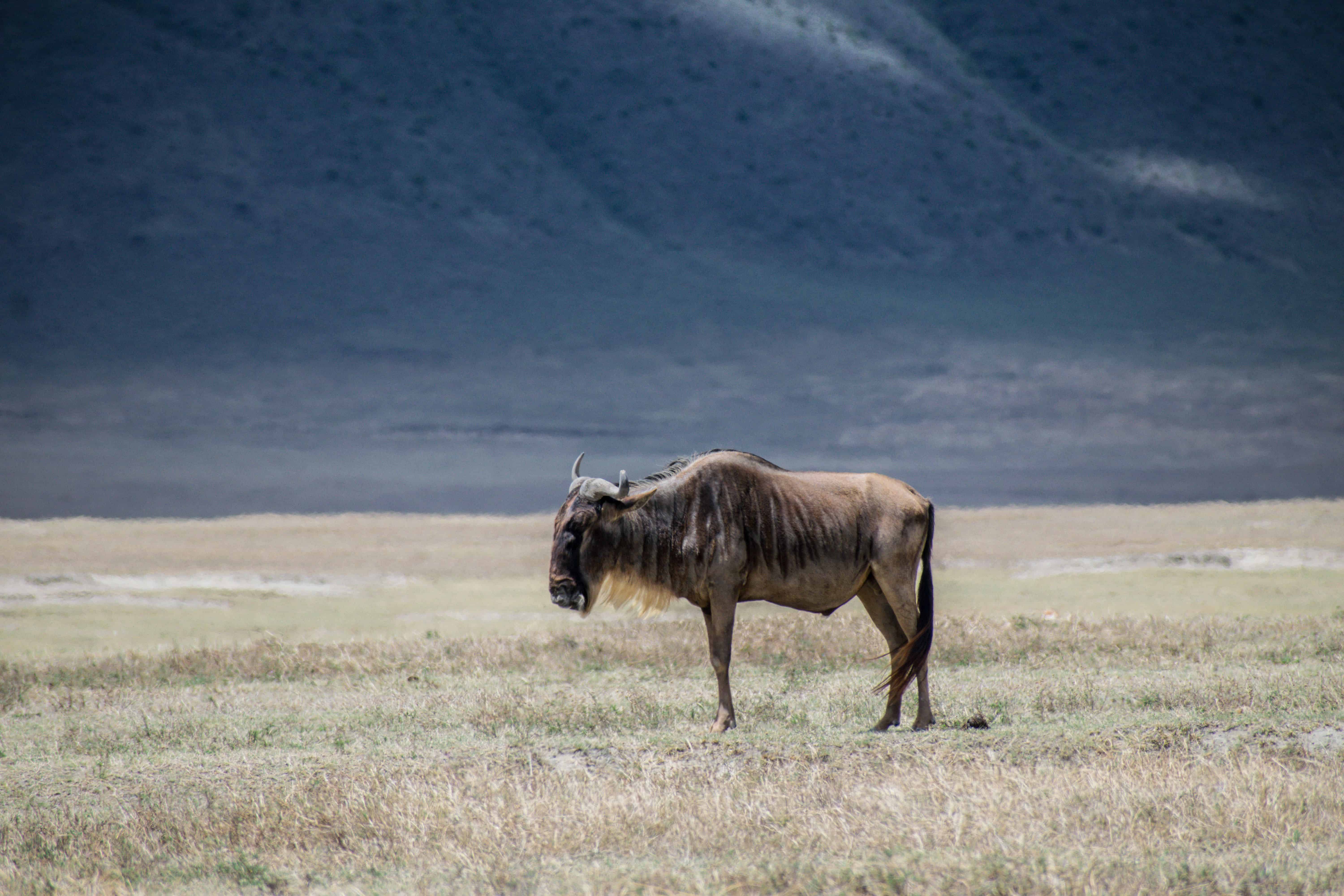 Cost of Safari in Tanzania