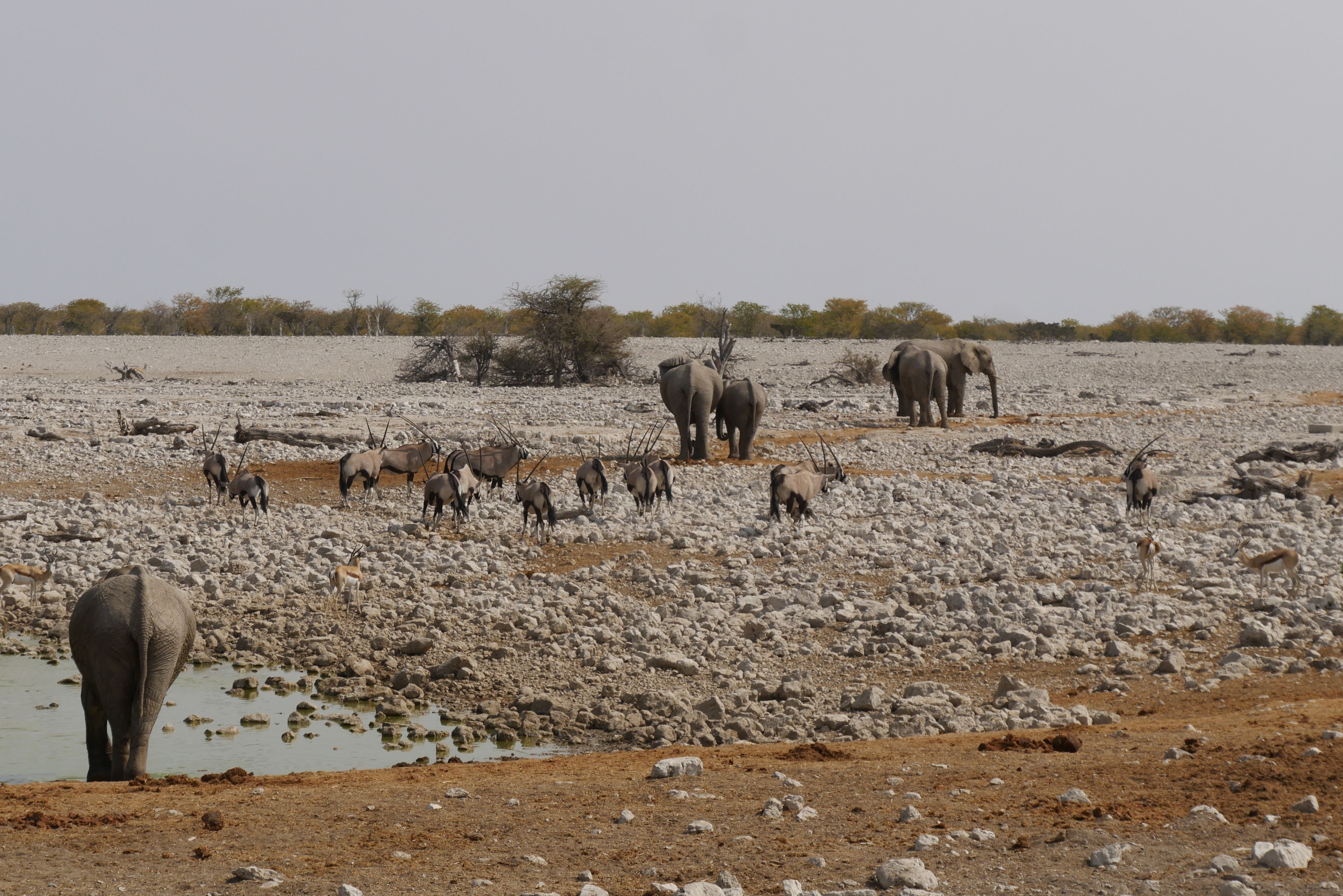 Etosha National Park Safari