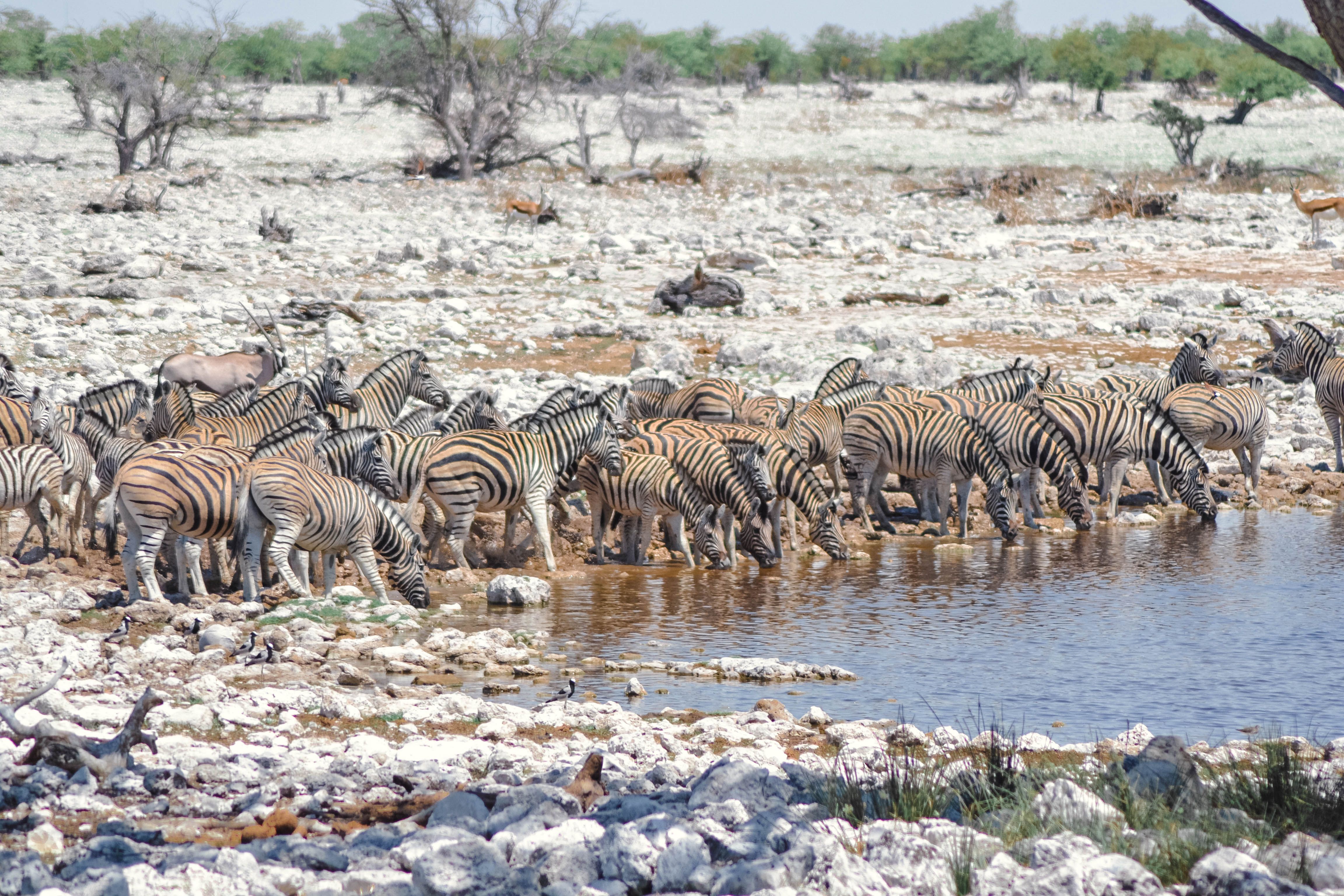 Etosha National Park Safari