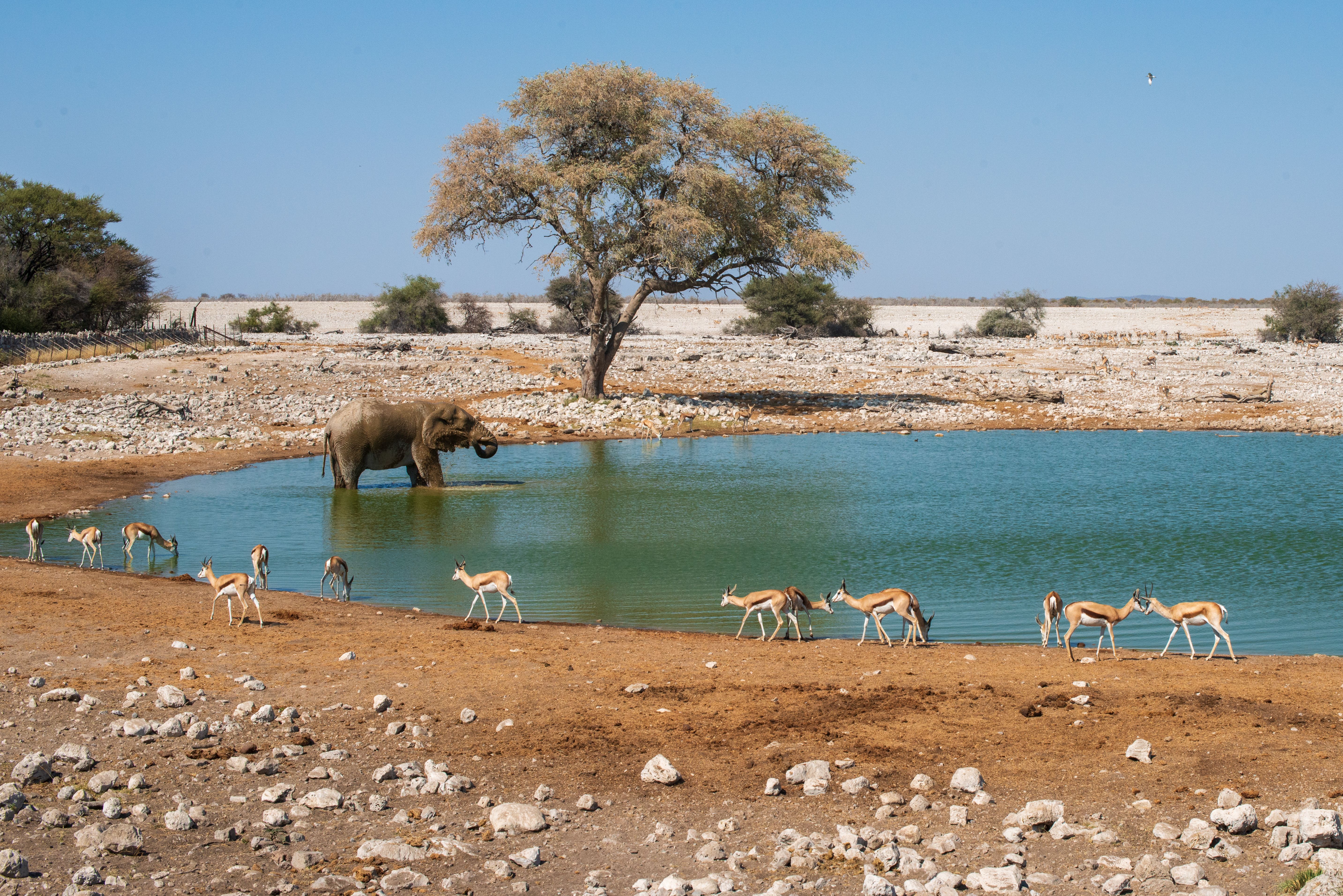 Etosha National Park Safari