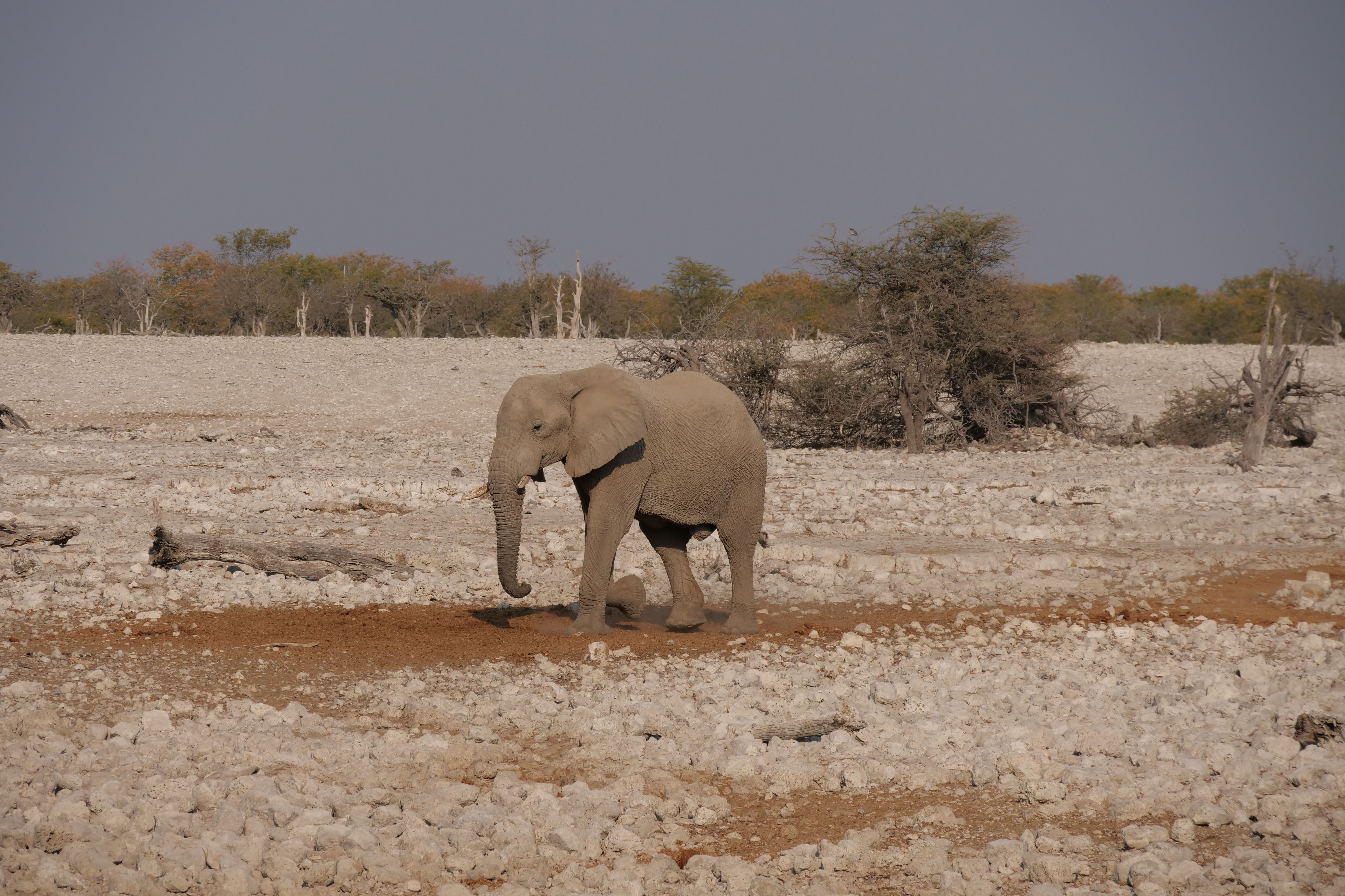 Etosha National Park Safari