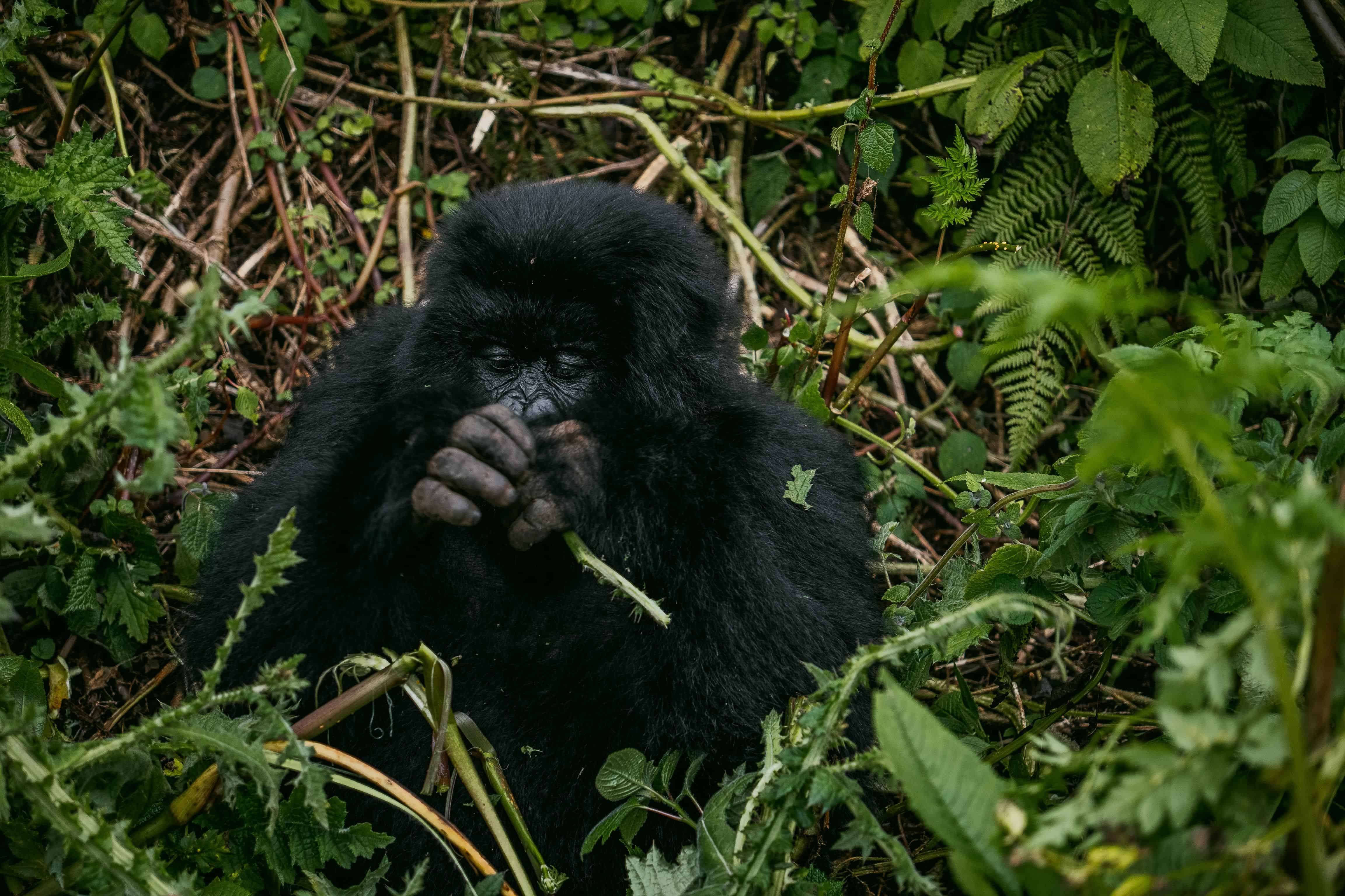 Gorilla Trekking Rwanda Cost