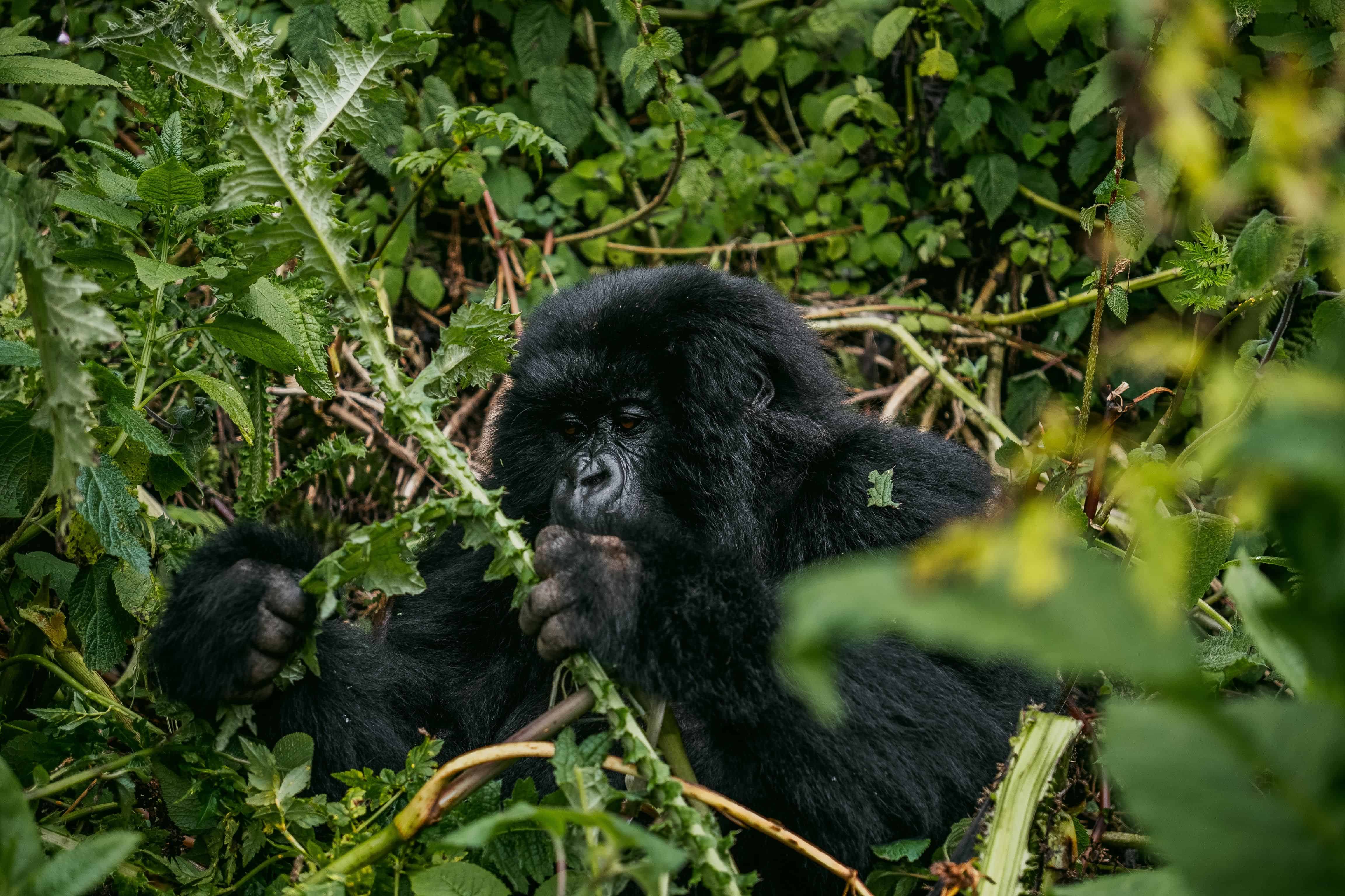 Gorilla Trekking Rwanda Cost