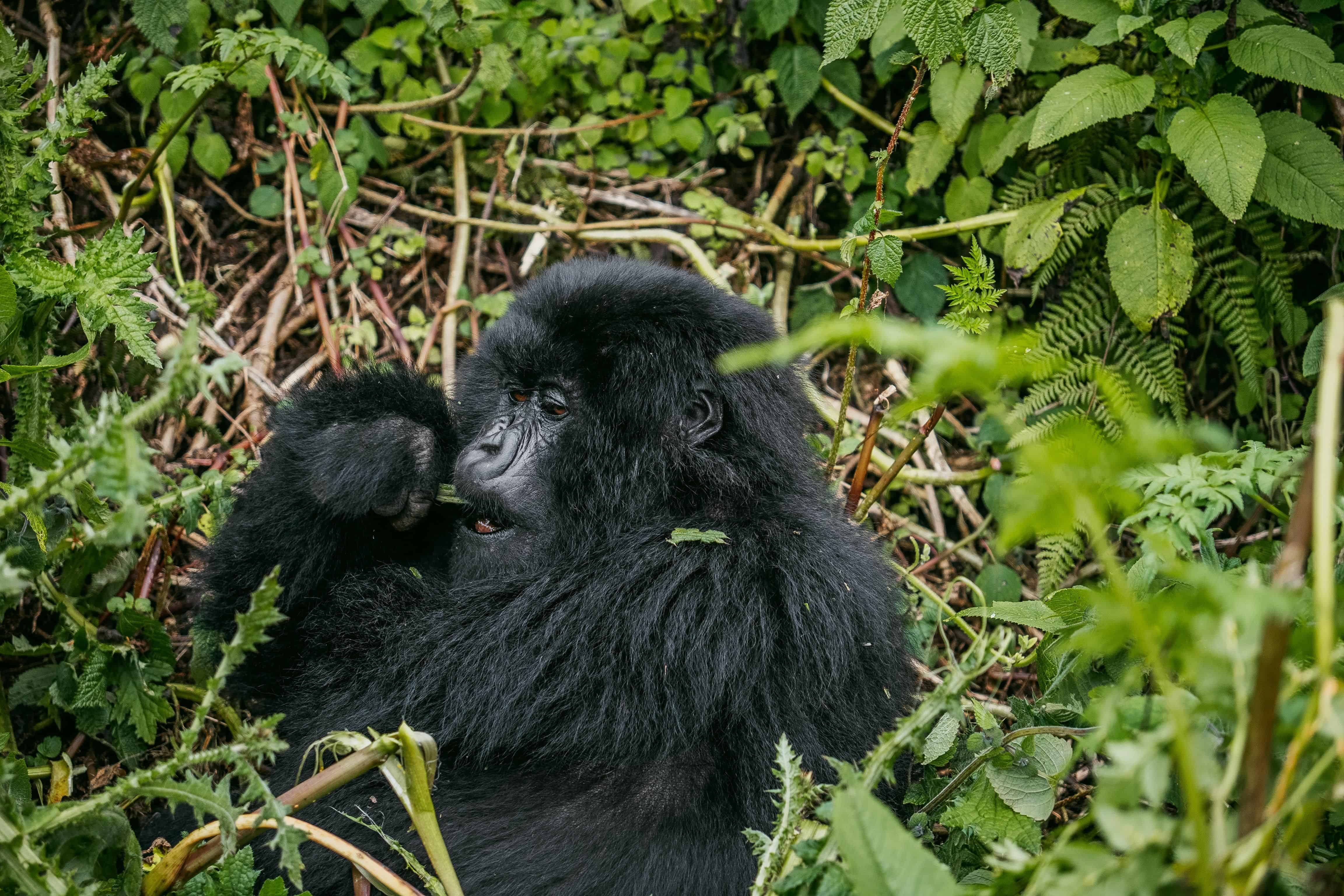 Gorilla Trekking Rwanda Cost
