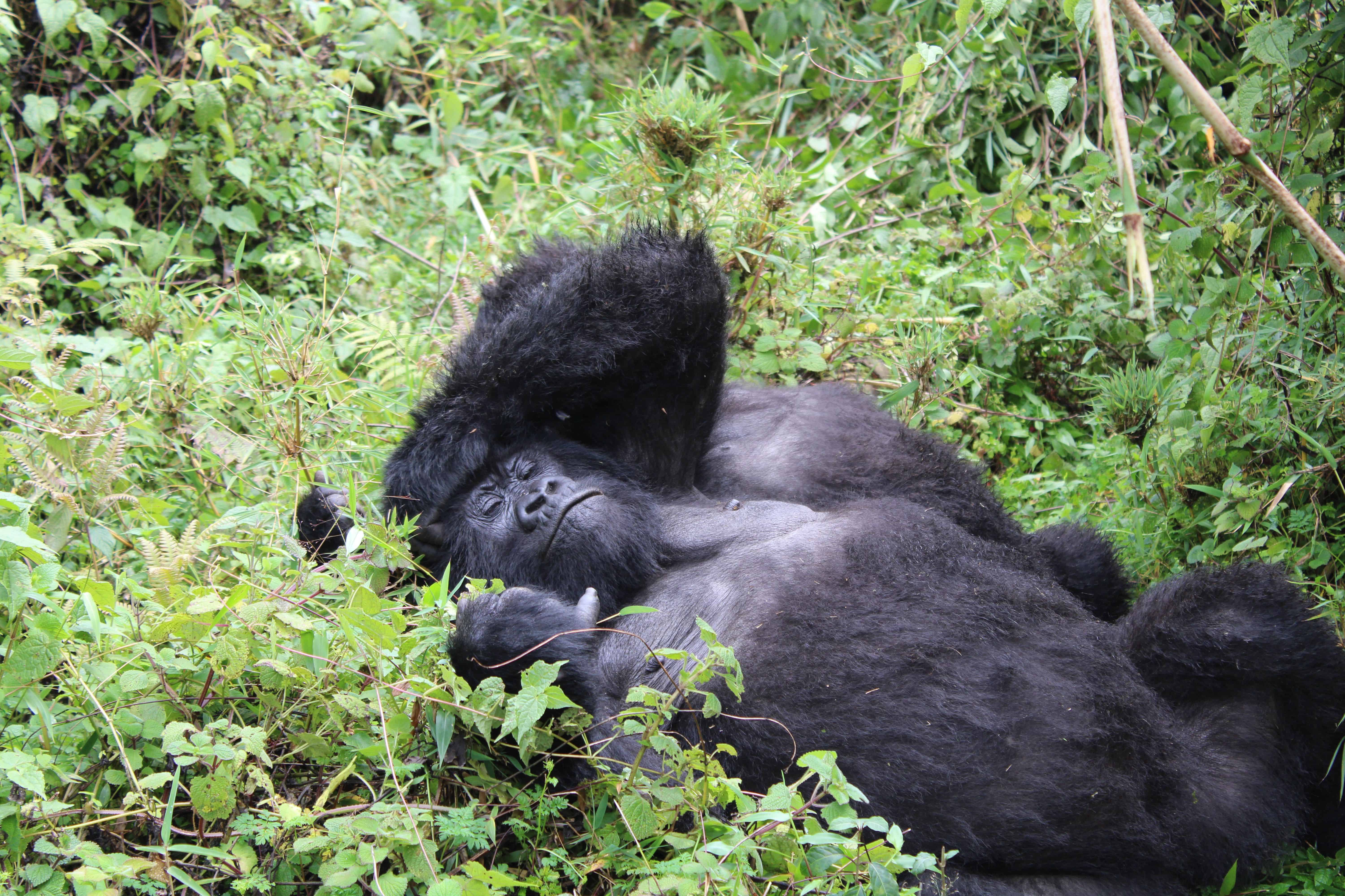 Gorilla Trekking Rwanda Cost