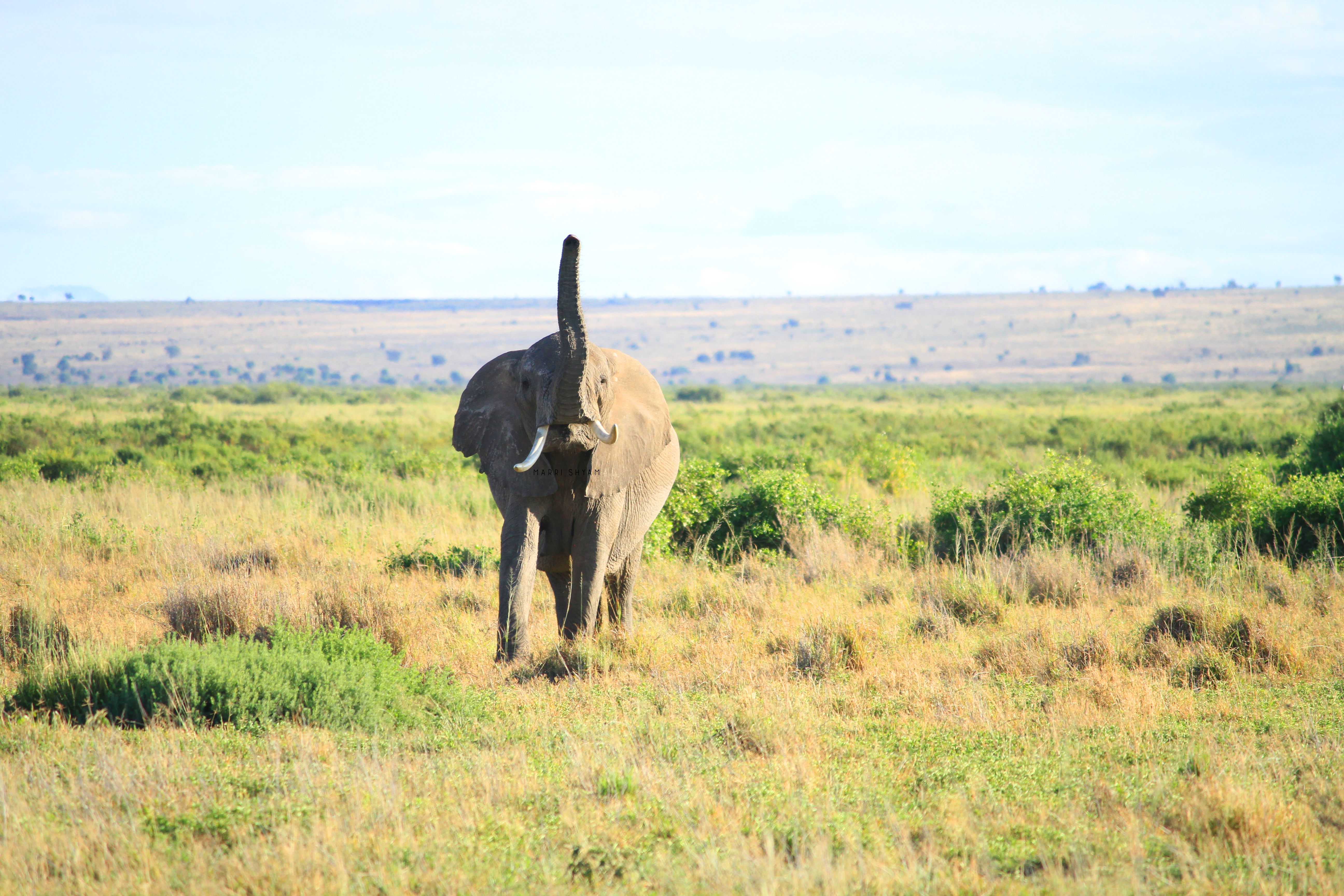 Kenya Safari Cost