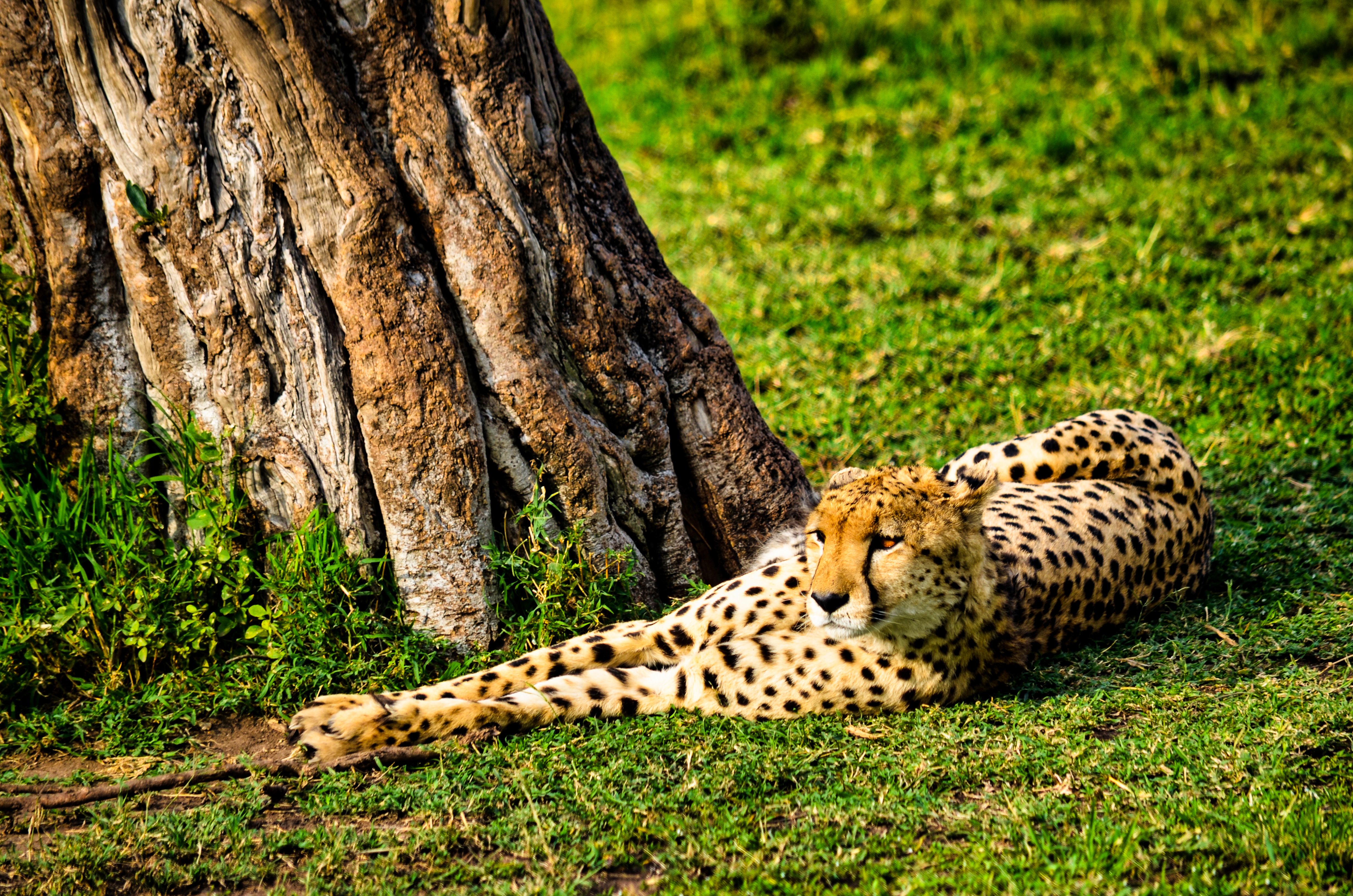 Kenya Safari Cost