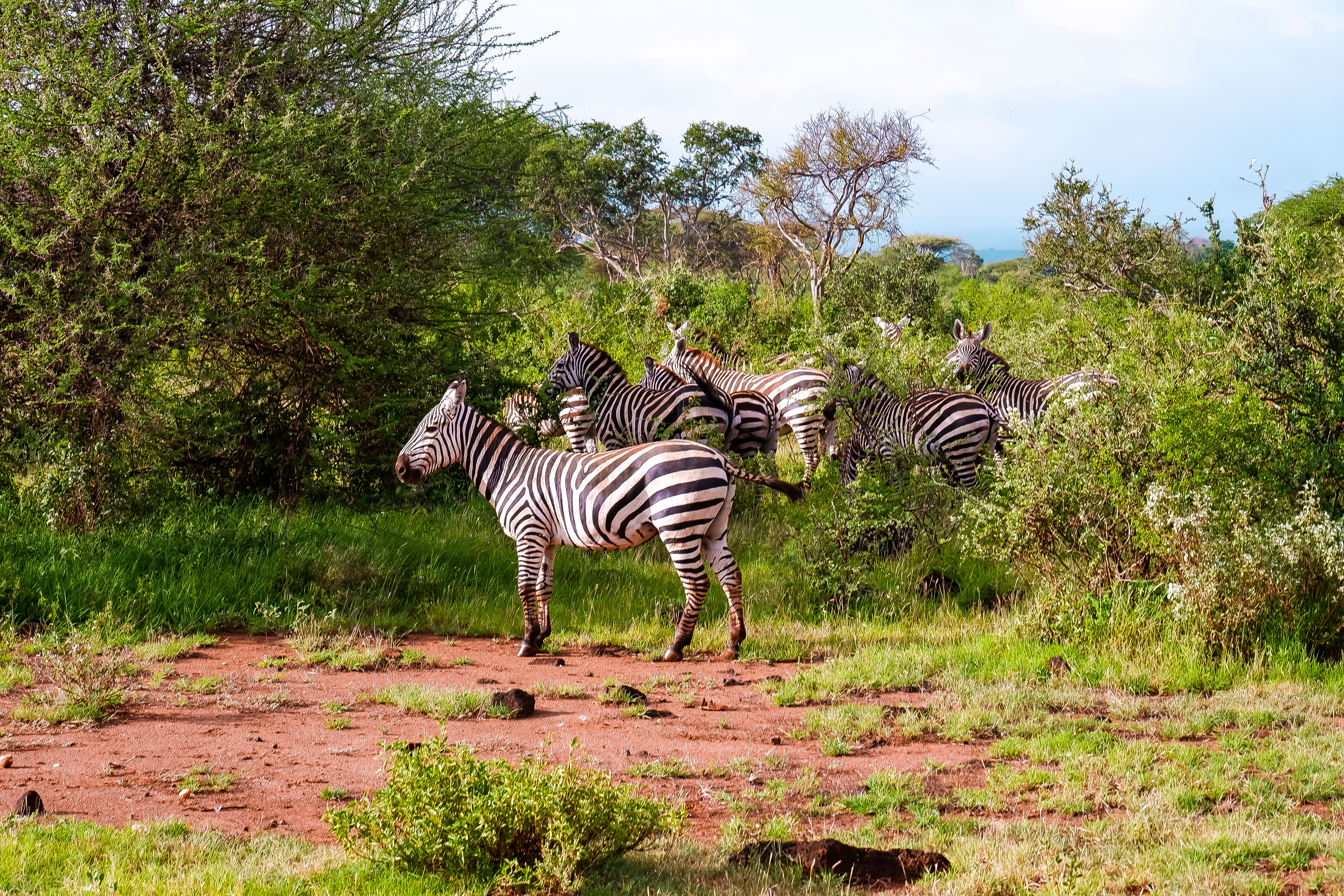 Kenya Safari Cost