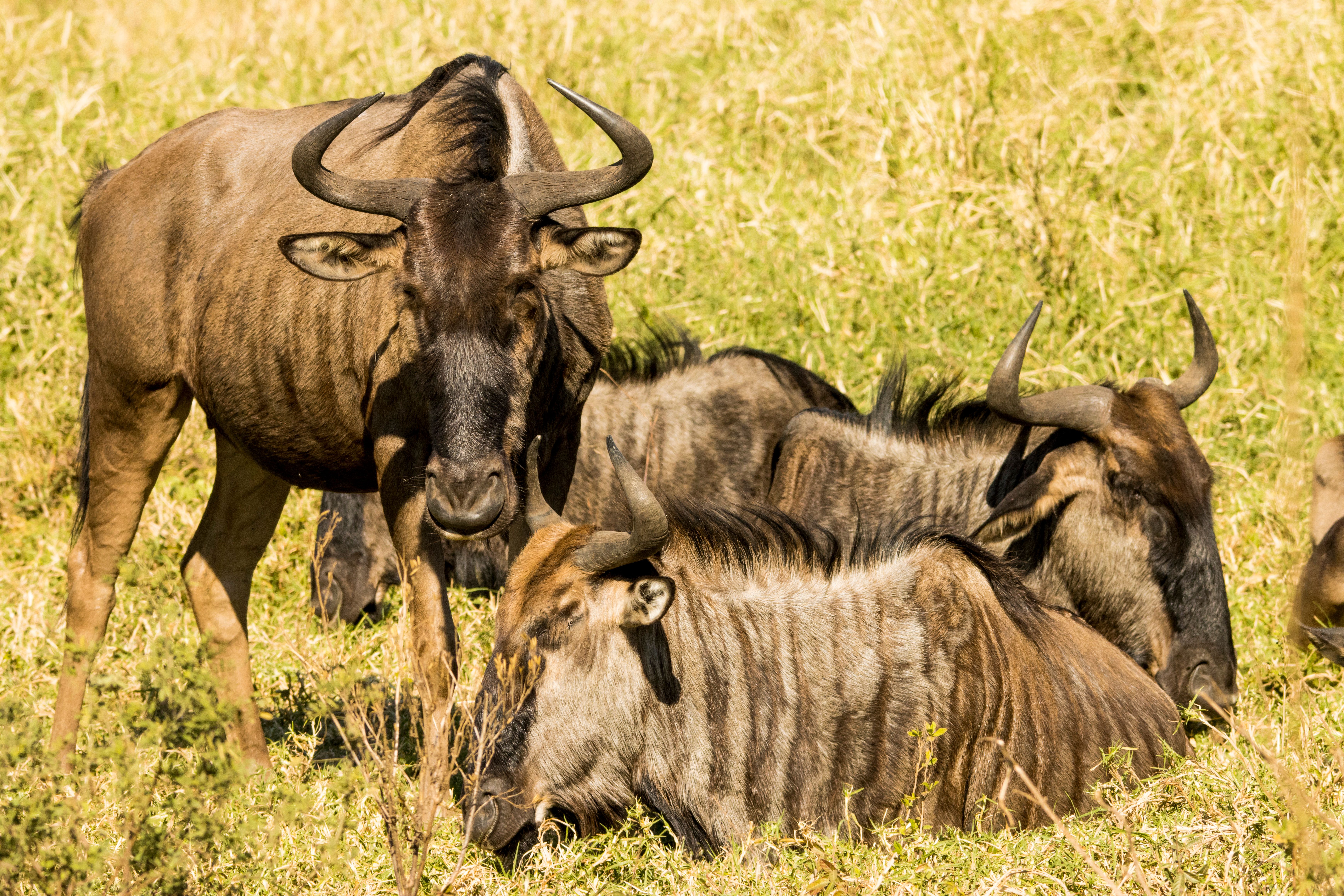 Kenya Safari Cost