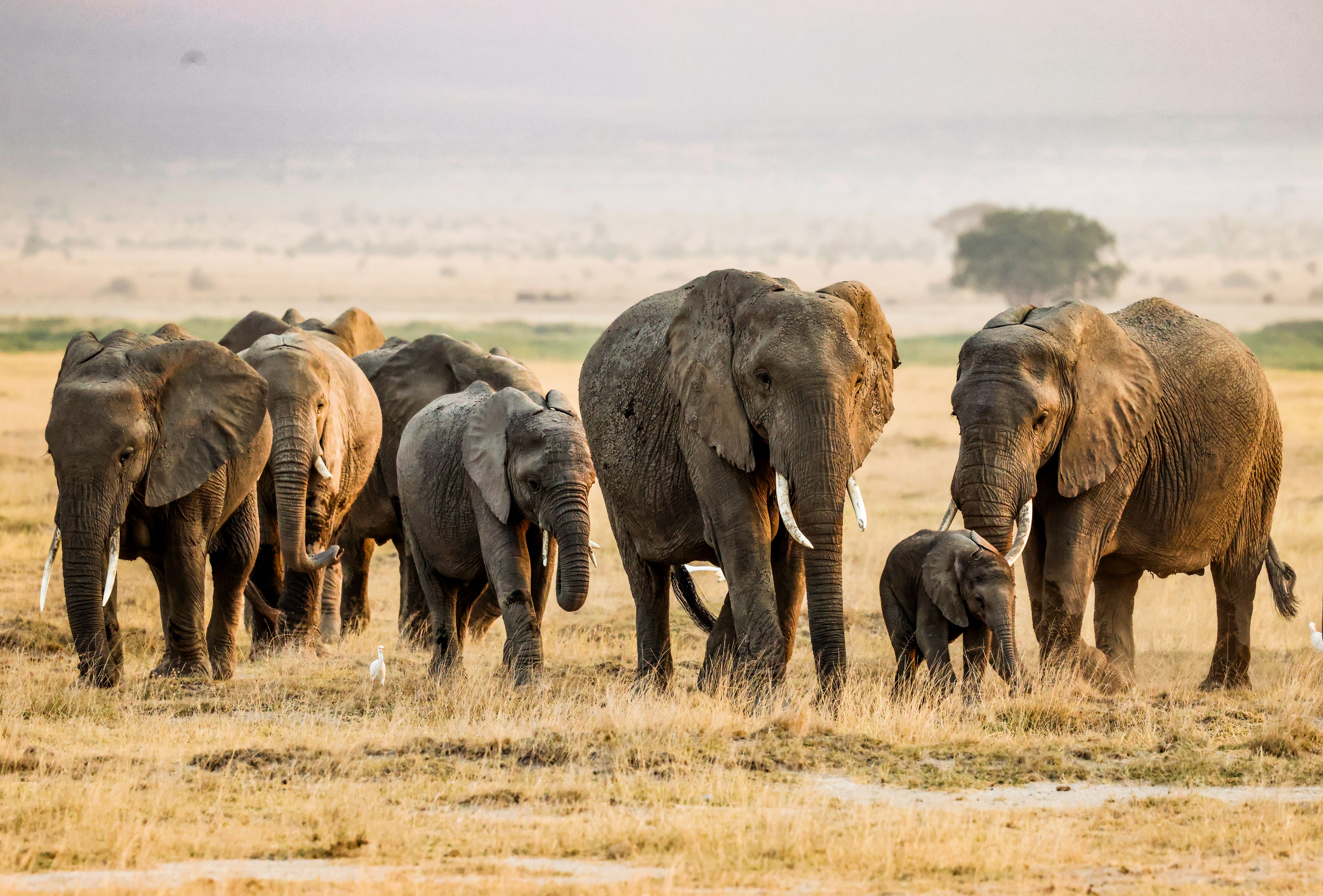 Kenya Safari Cost