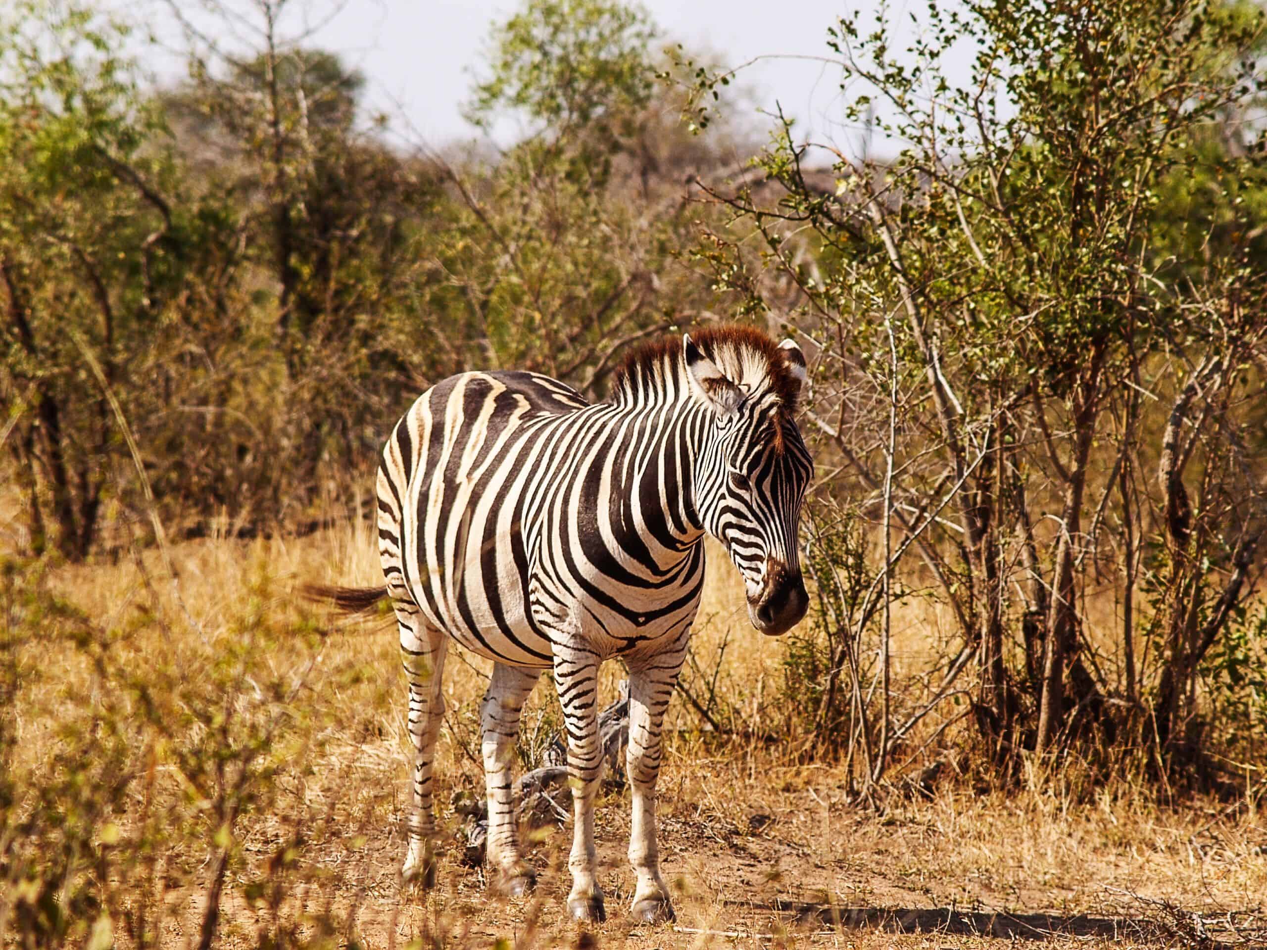 Kruger National Park Safari
