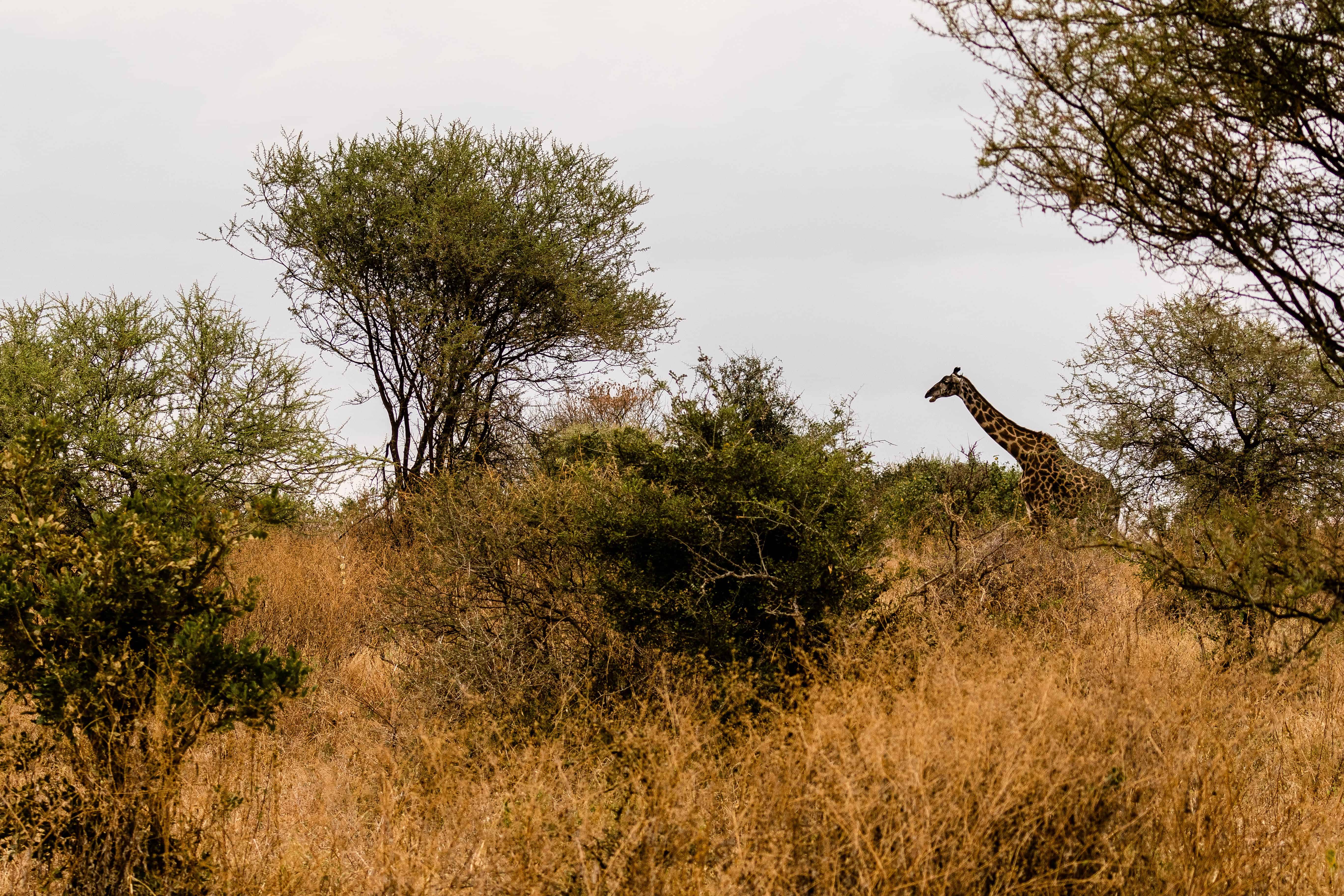 Kruger National Park Safari