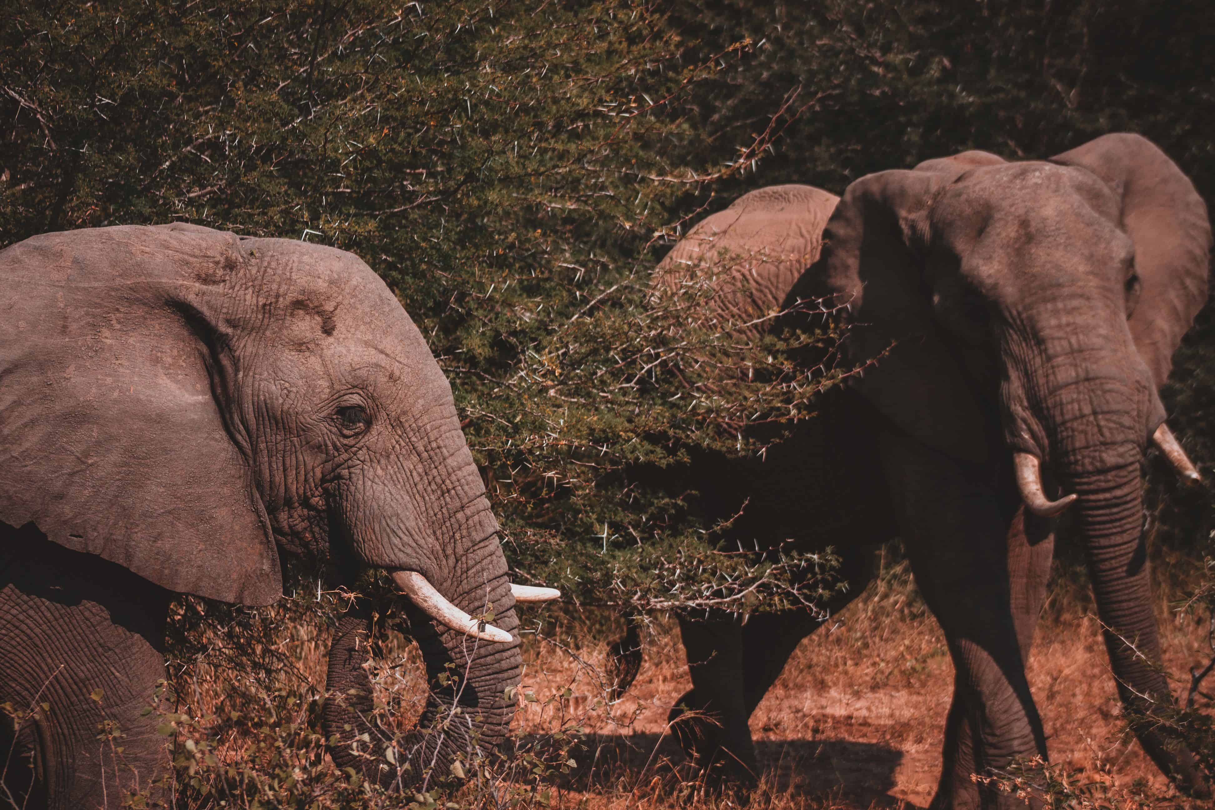 Kruger National Park Safari