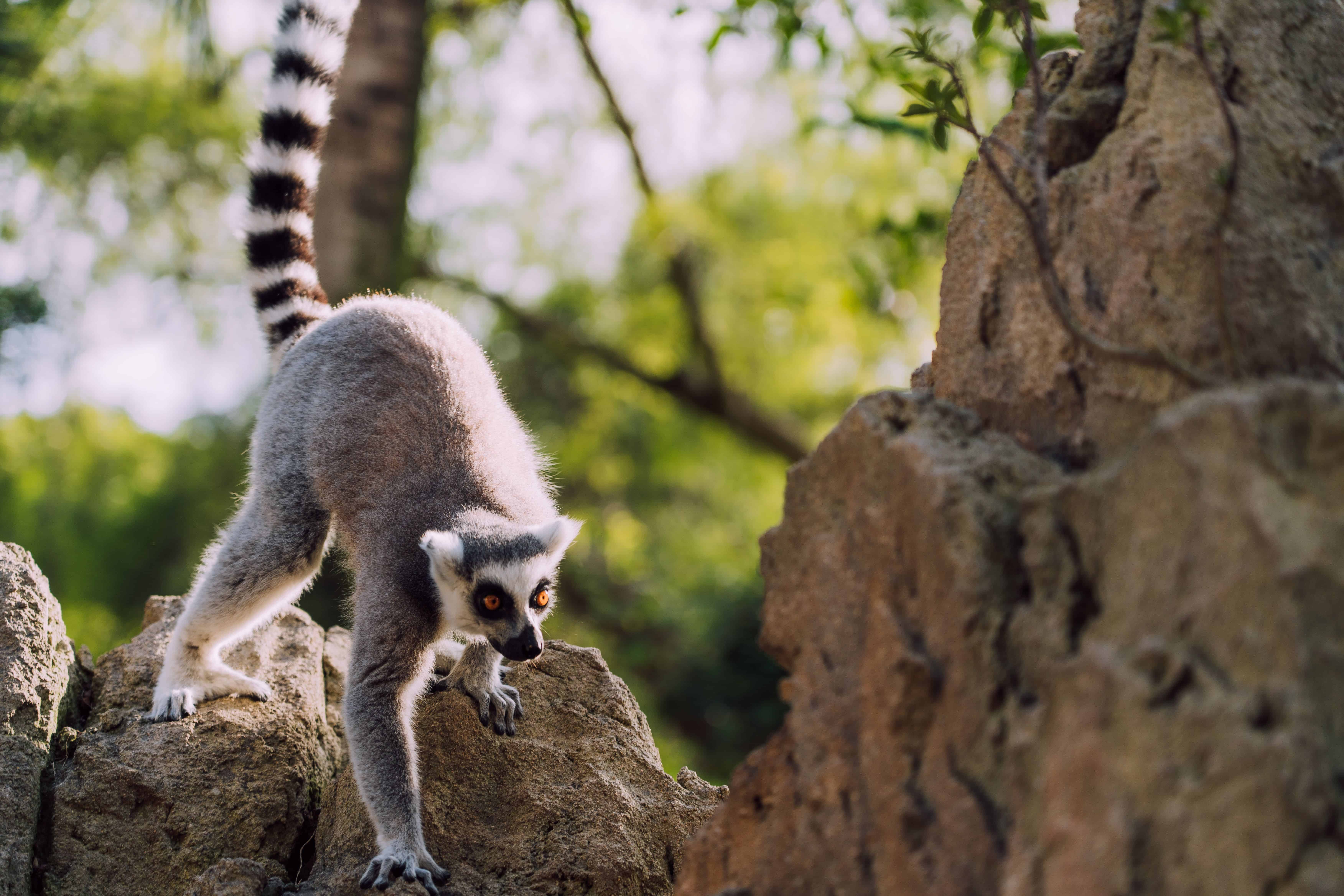Madagascar Travel Guide