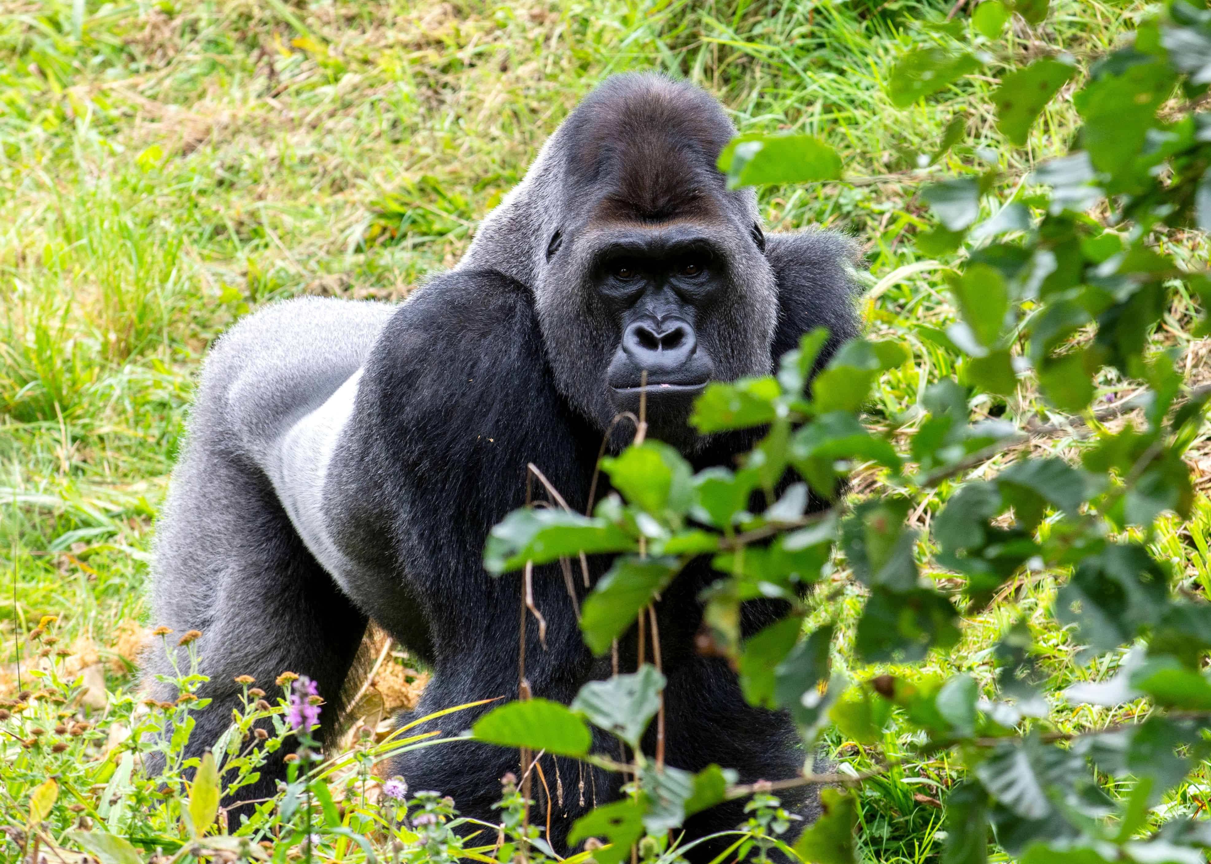 Mgahinga Gorilla National Park