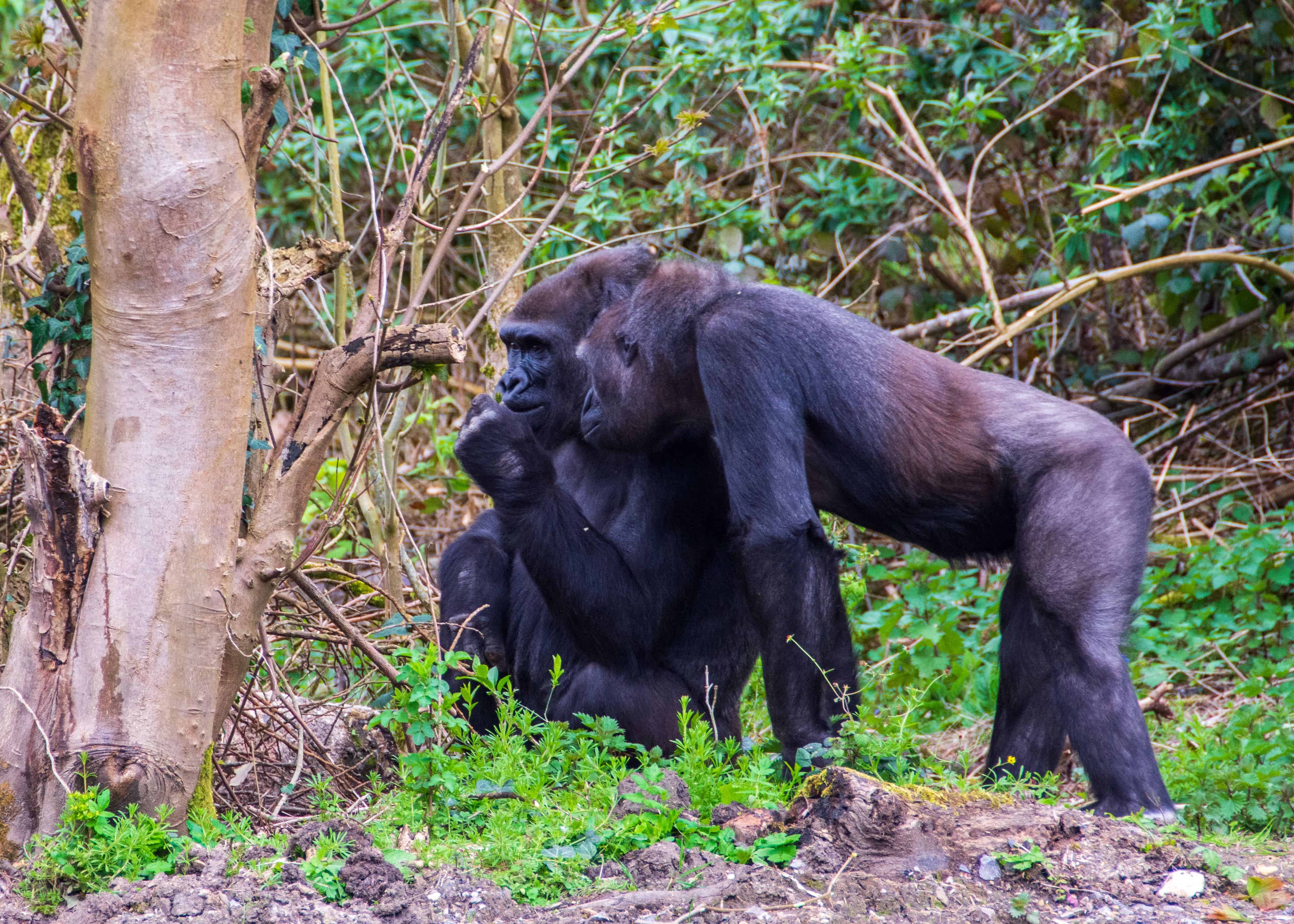 Rwanda Gorilla Trekking