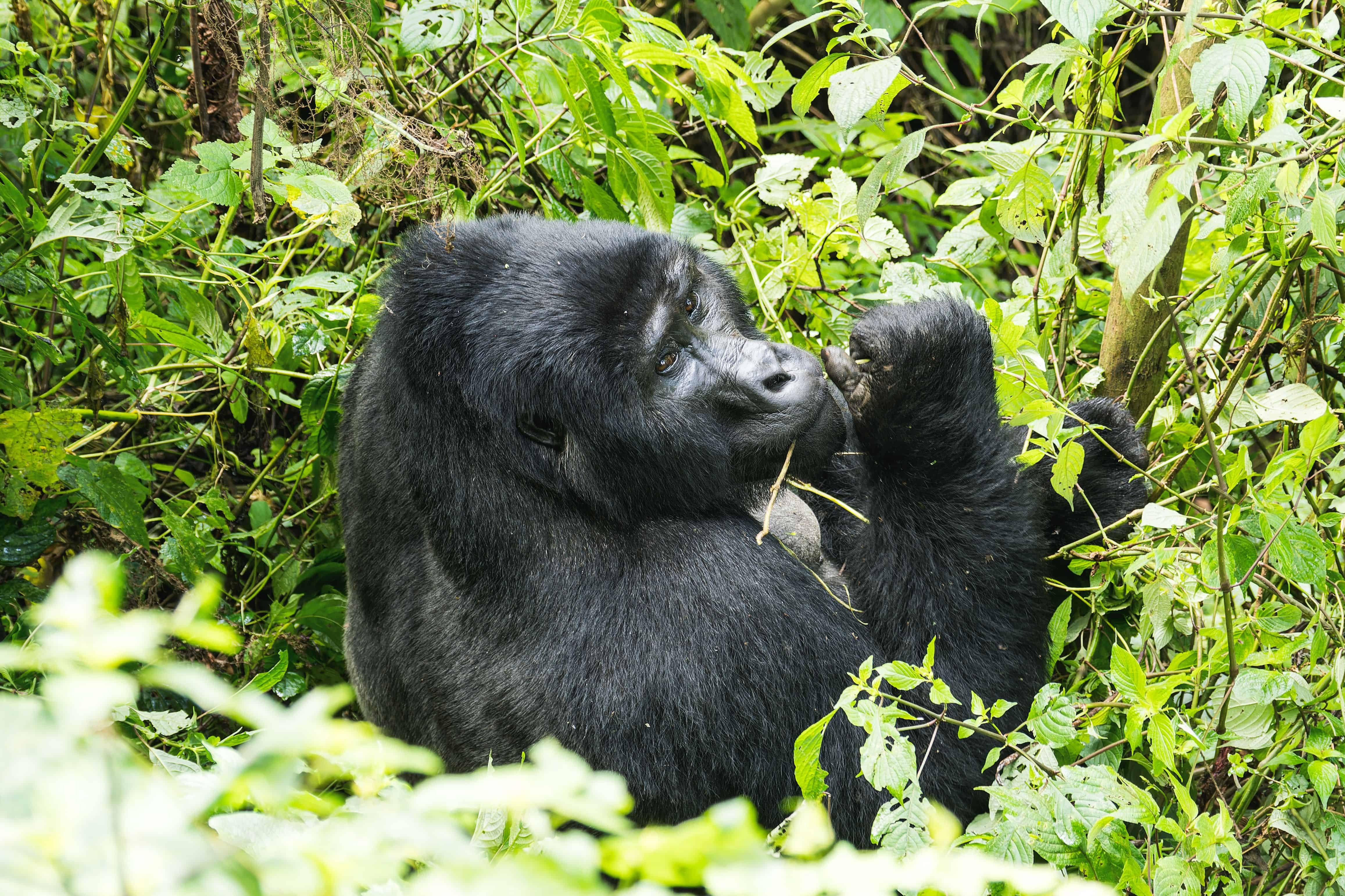 Rwanda Gorilla Trekking