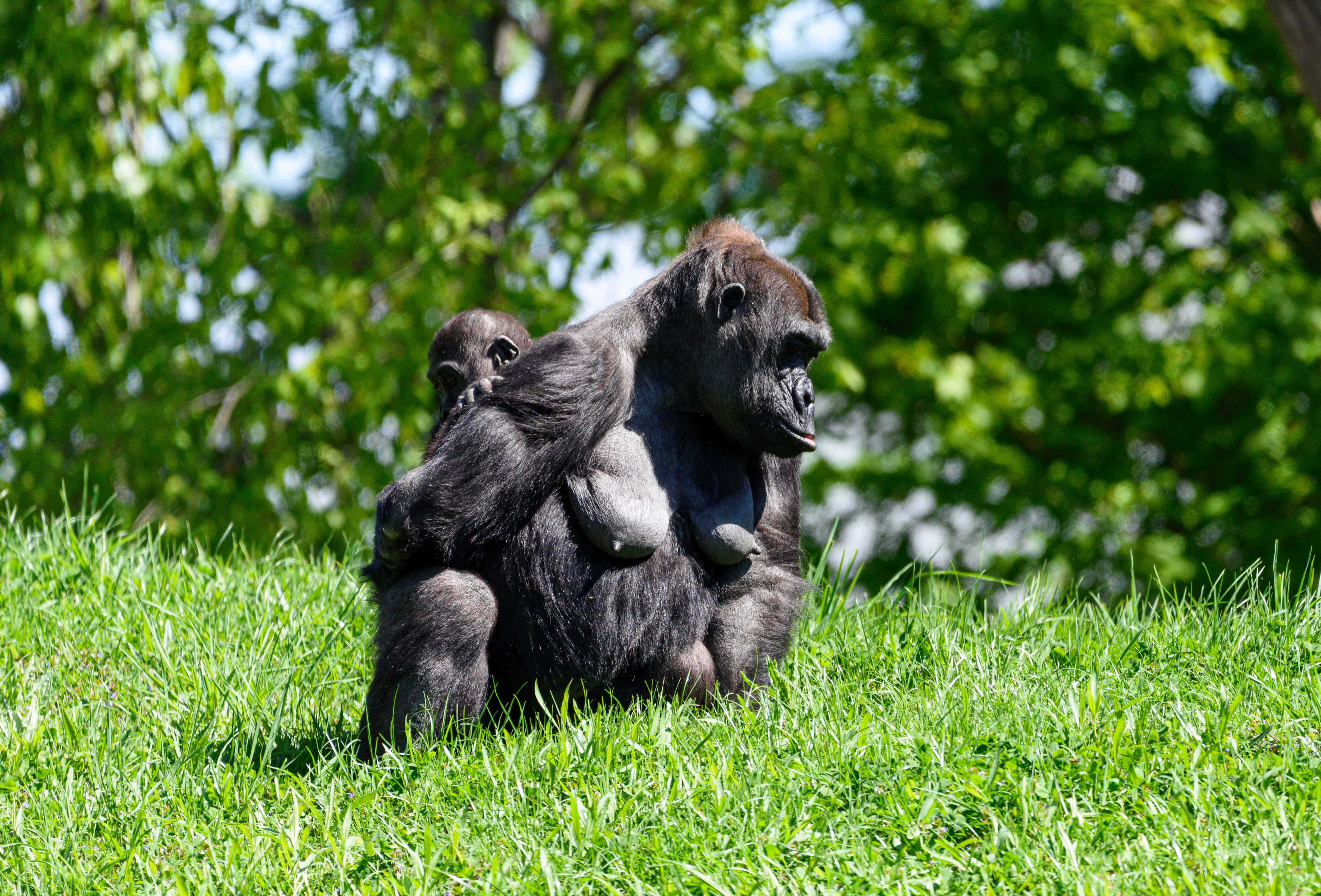 Rwanda Gorilla Trekking