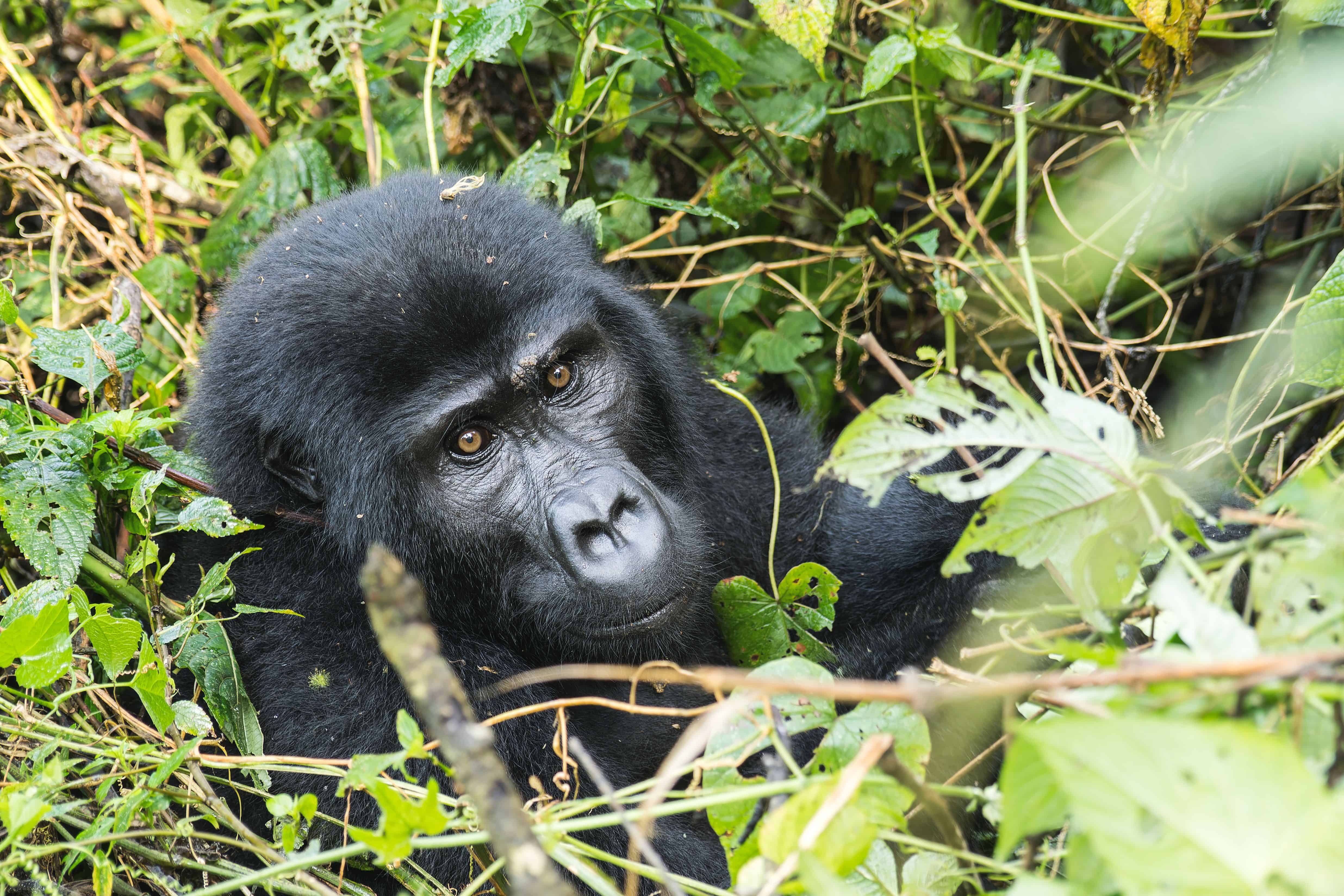 Uganda Gorilla Trekking Guide
