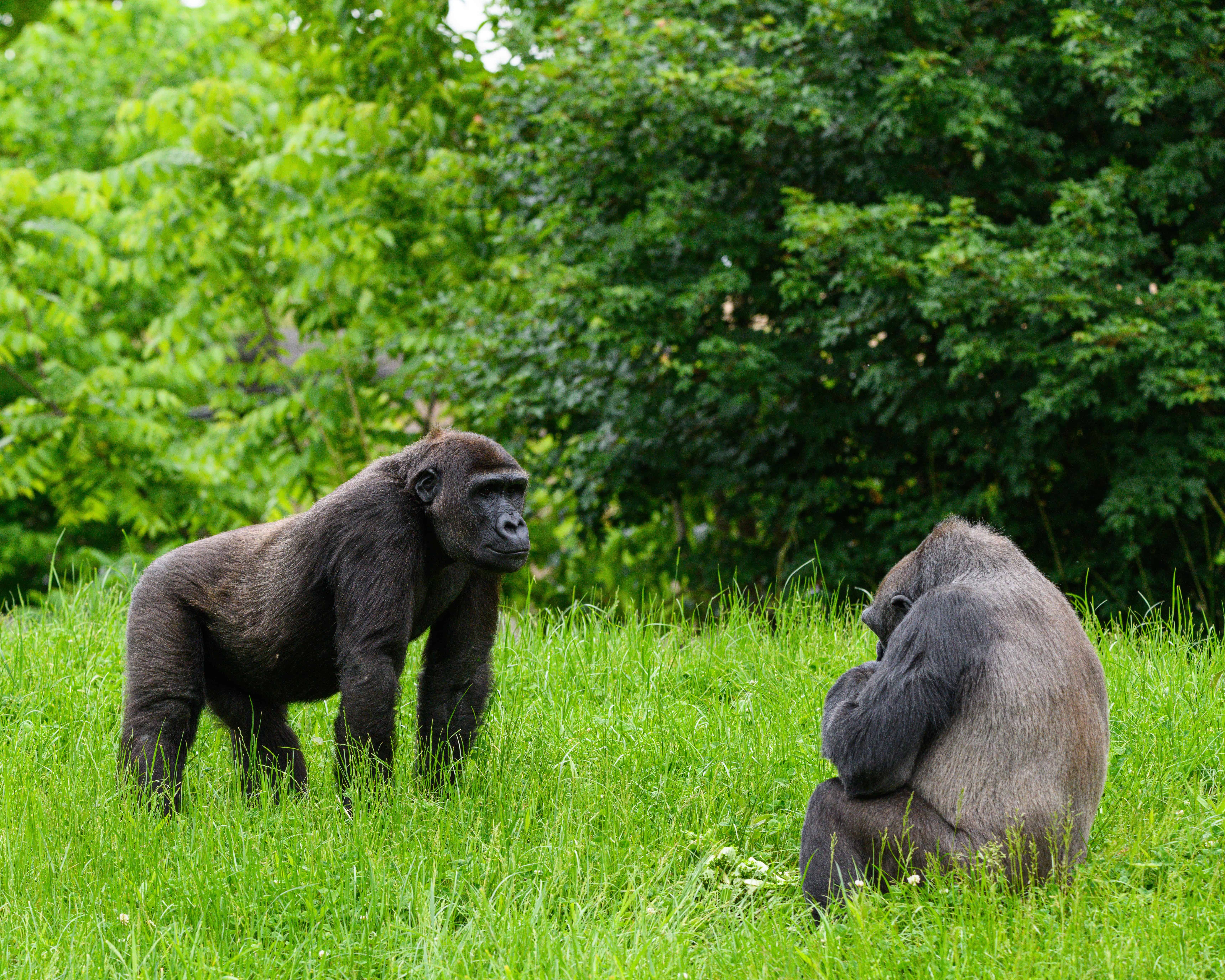 Uganda Gorilla Trekking Guide