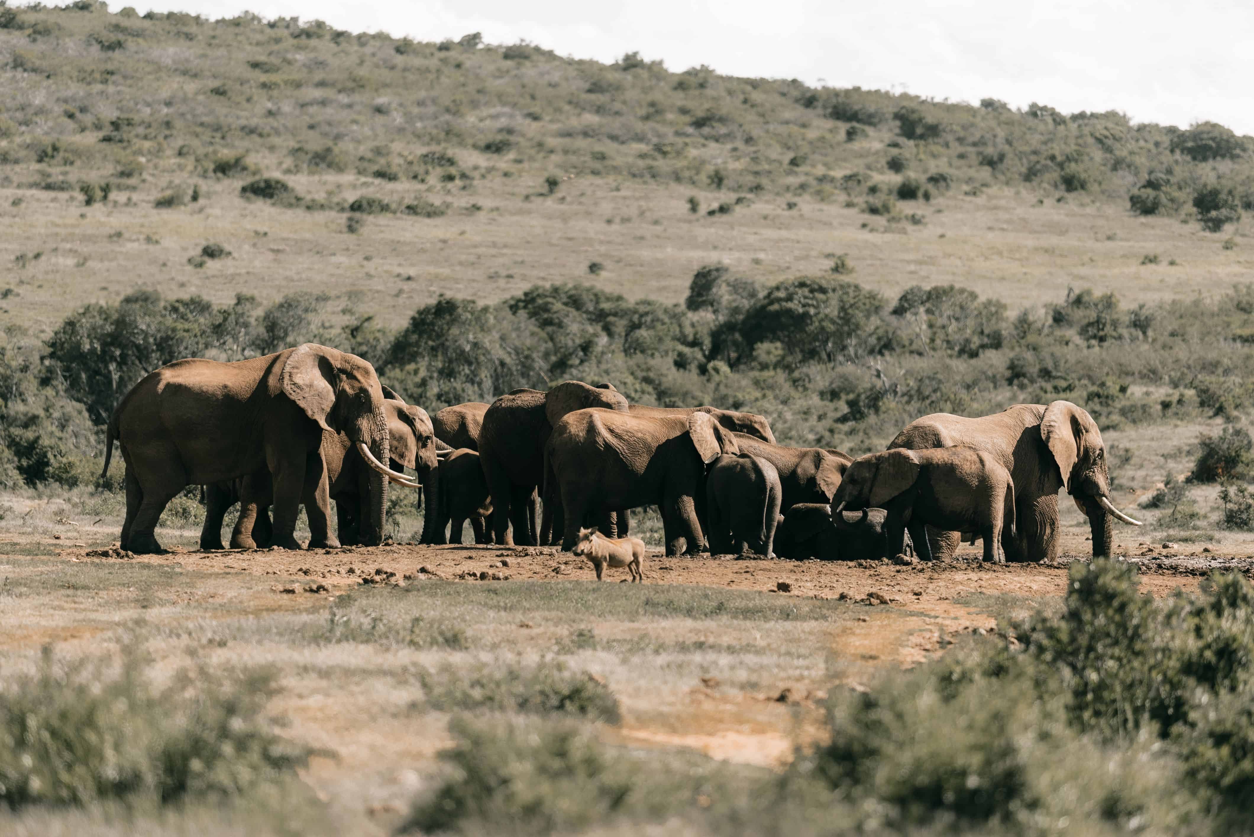 Best Time to Visit South Africa