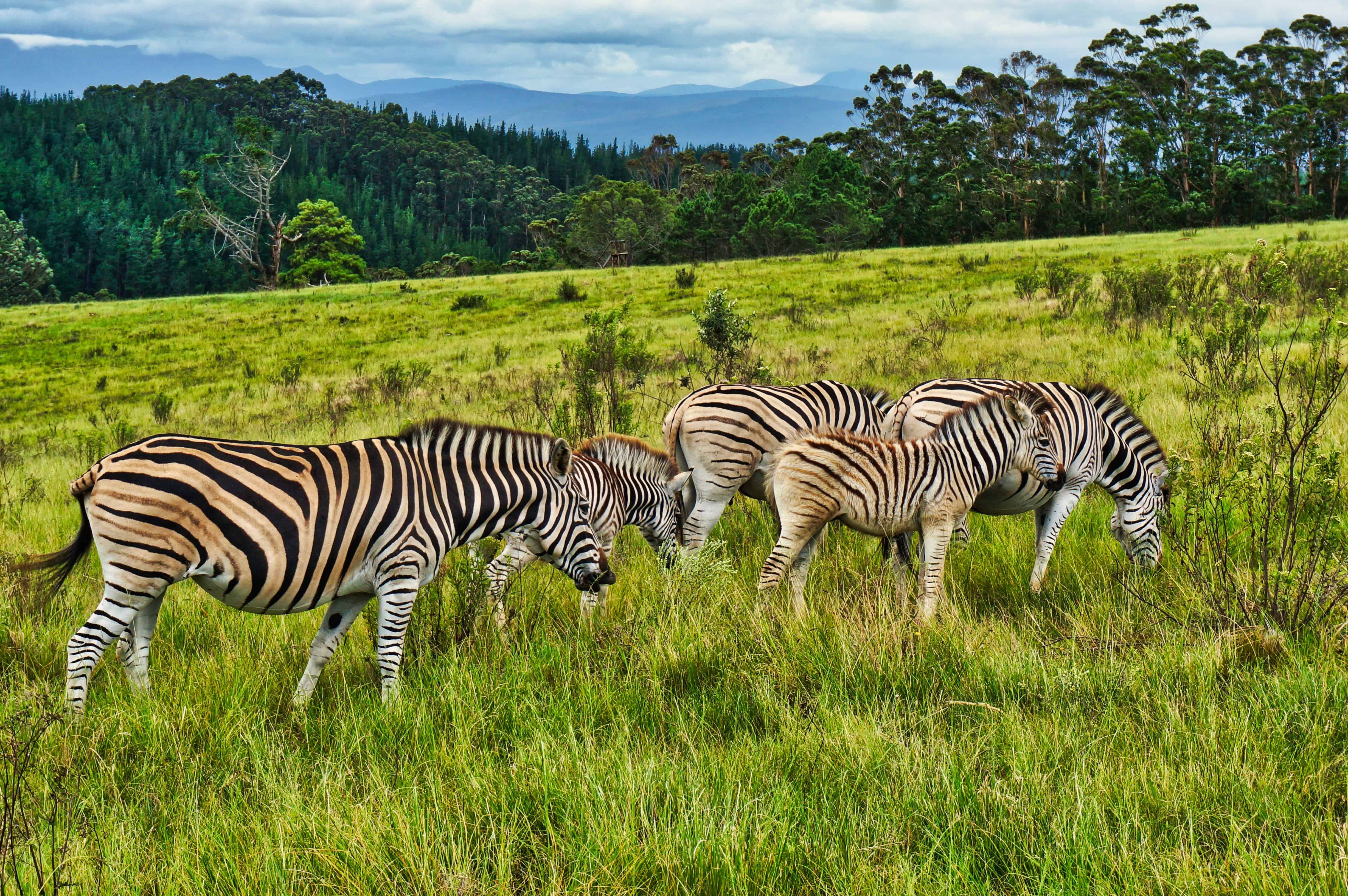 Best Time to Visit South Africa