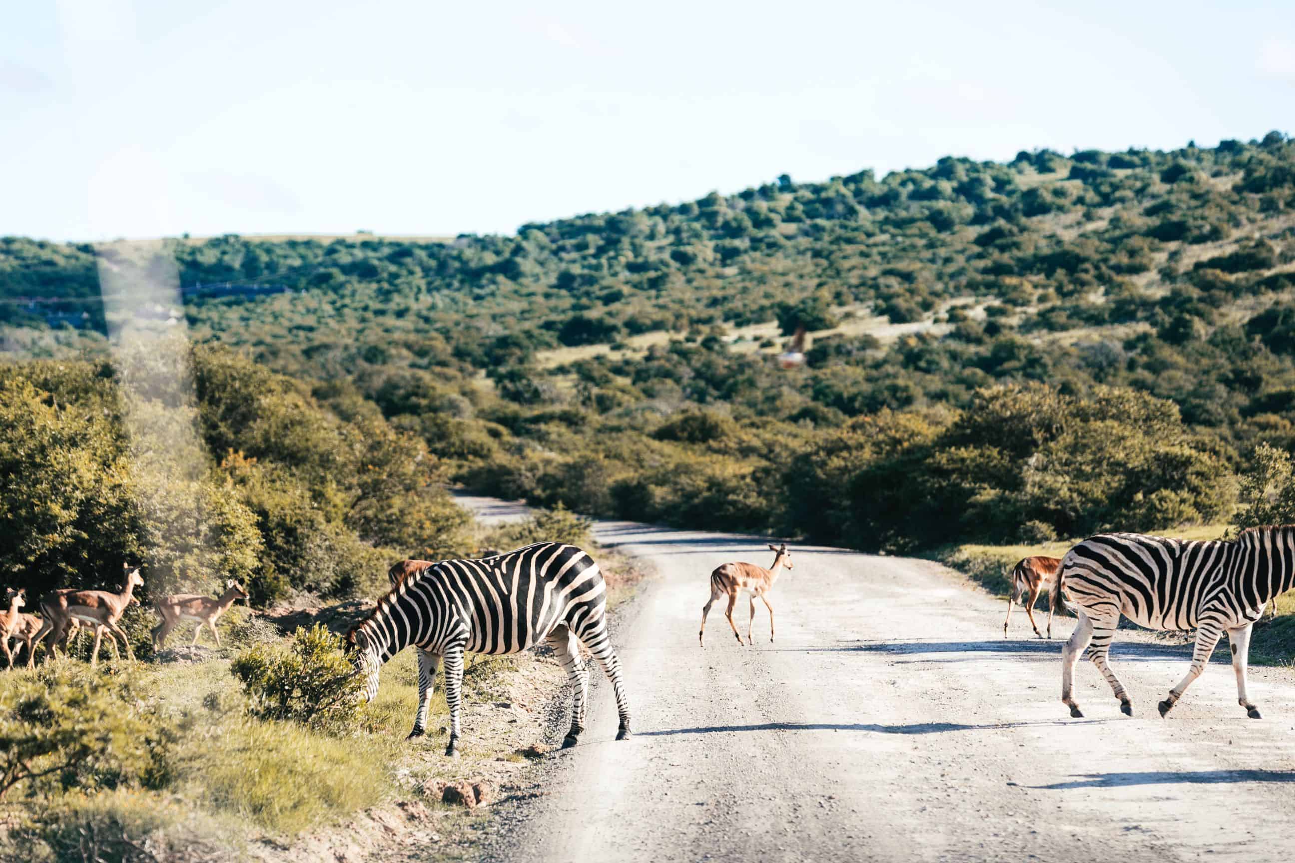 Best Time to Visit South Africa