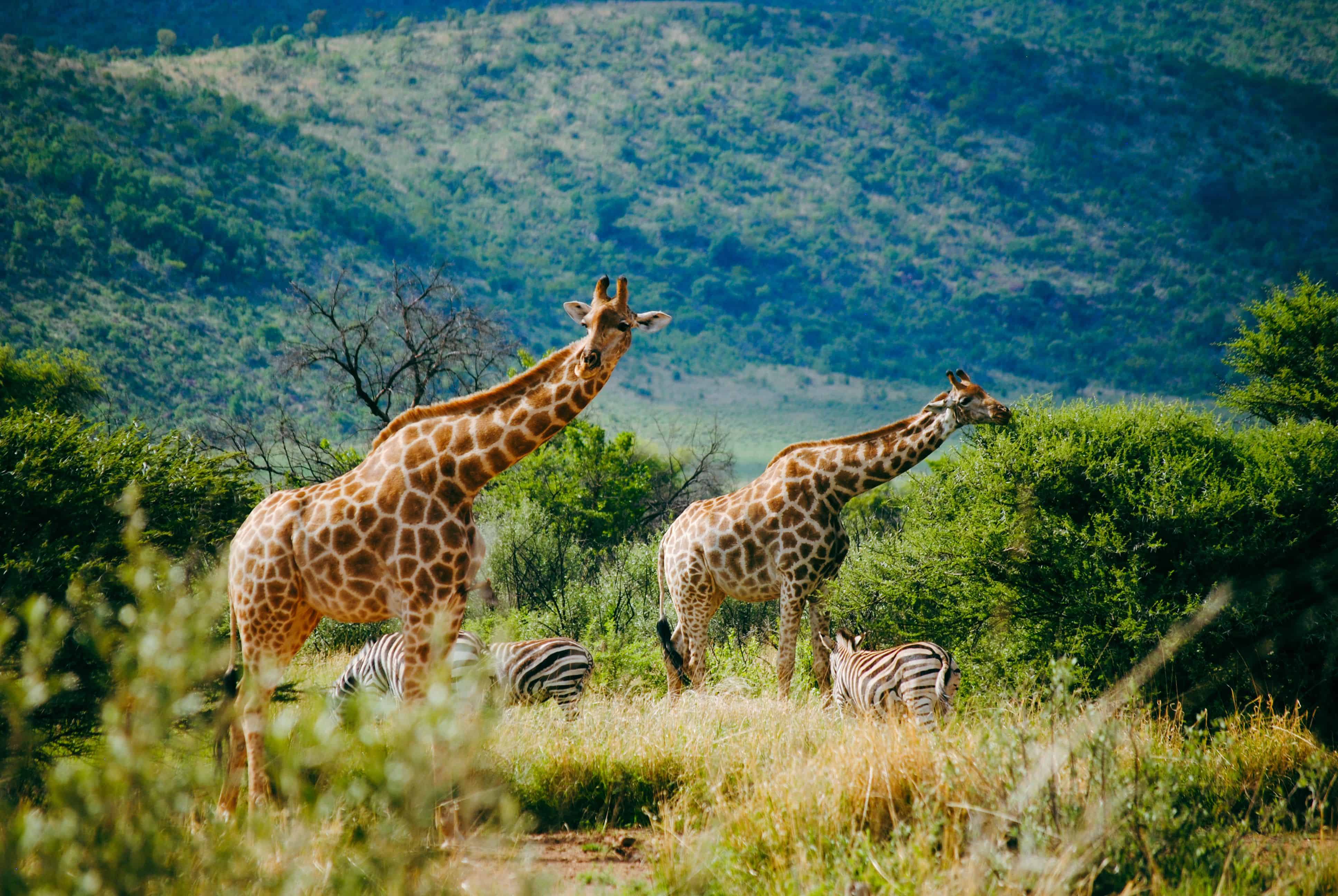 Best Time to Visit South Africa