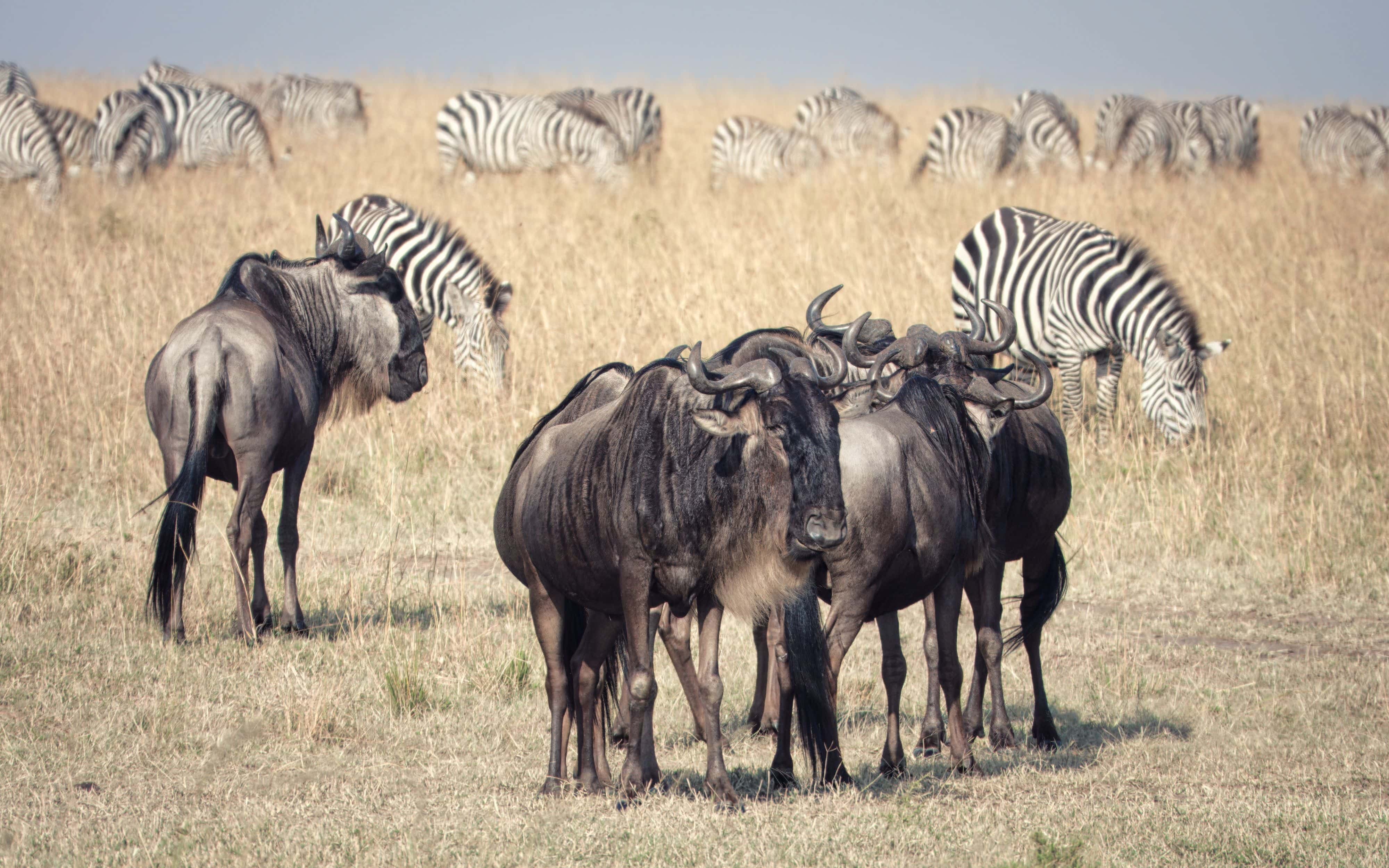 Serengeti Safari Guide