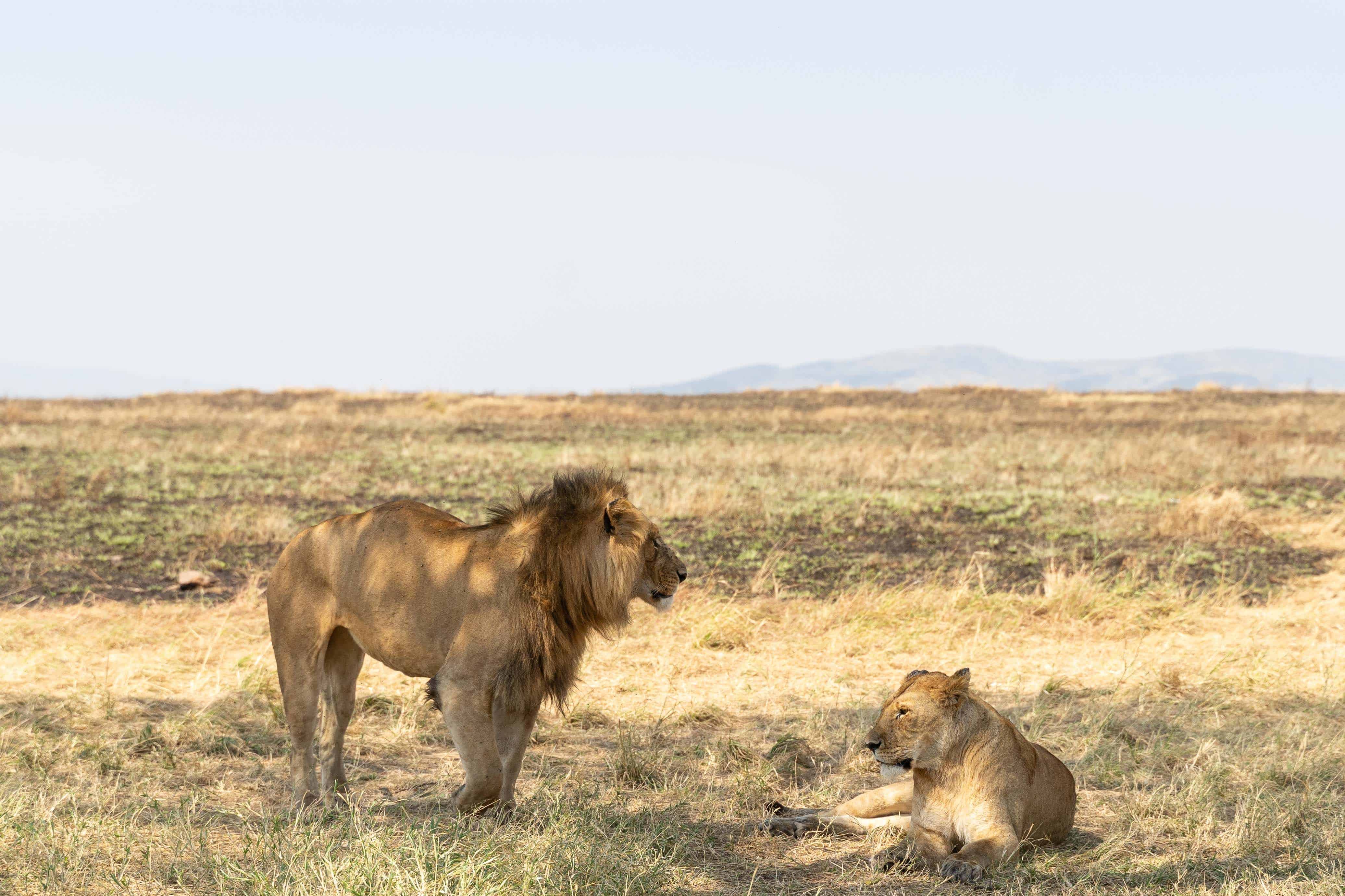 Serengeti Safari Guide