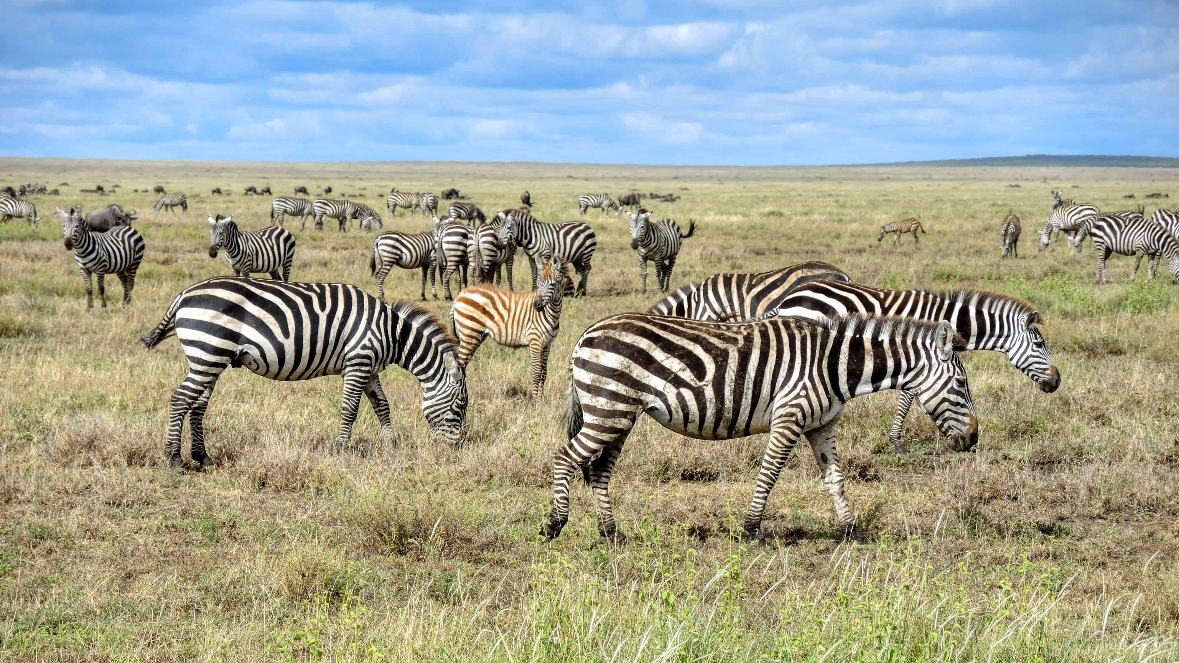 Serengeti Safari Guide